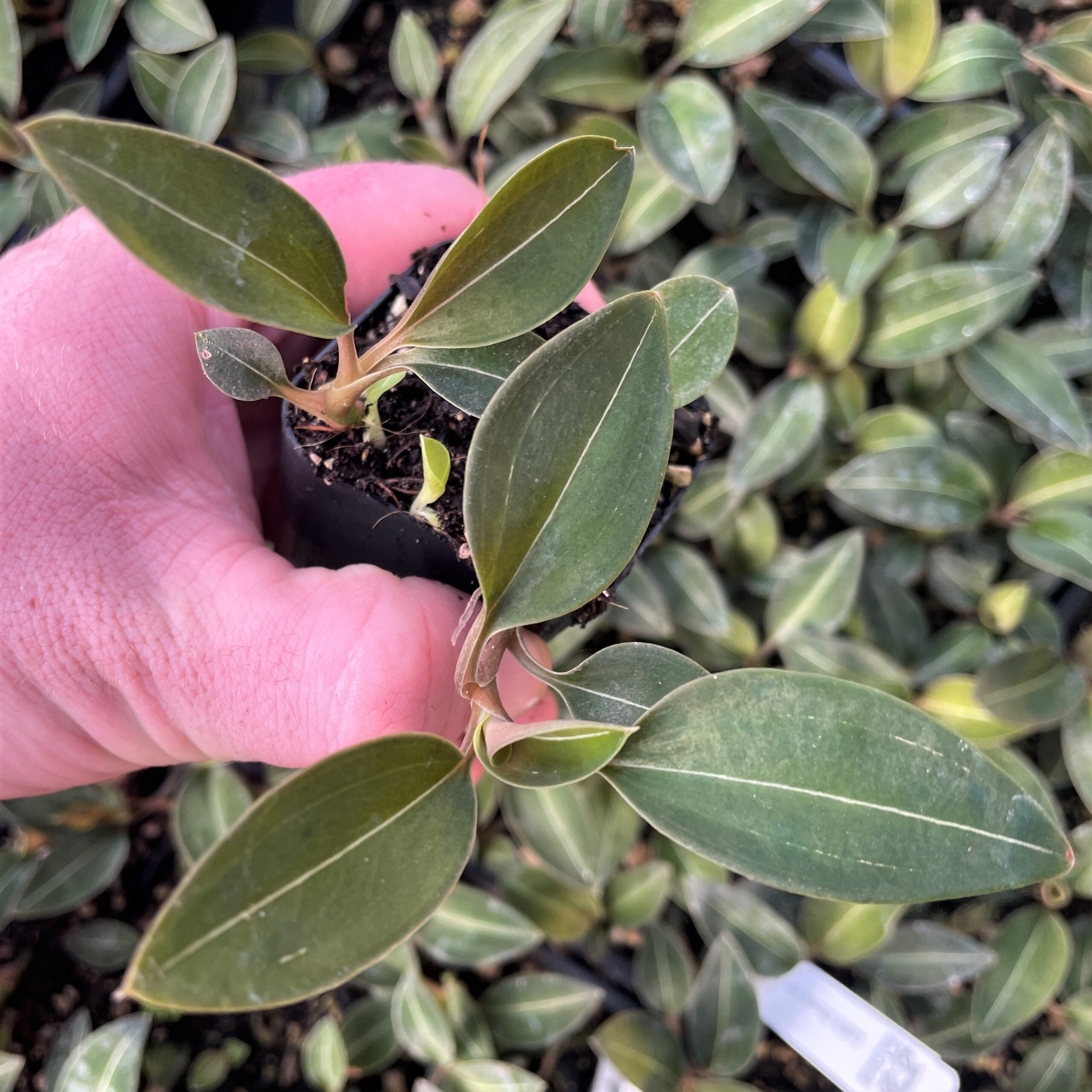Ludisia discolor var. 'Nigrescens' - Black Jewel Orchid (2" Pot) - Image 2