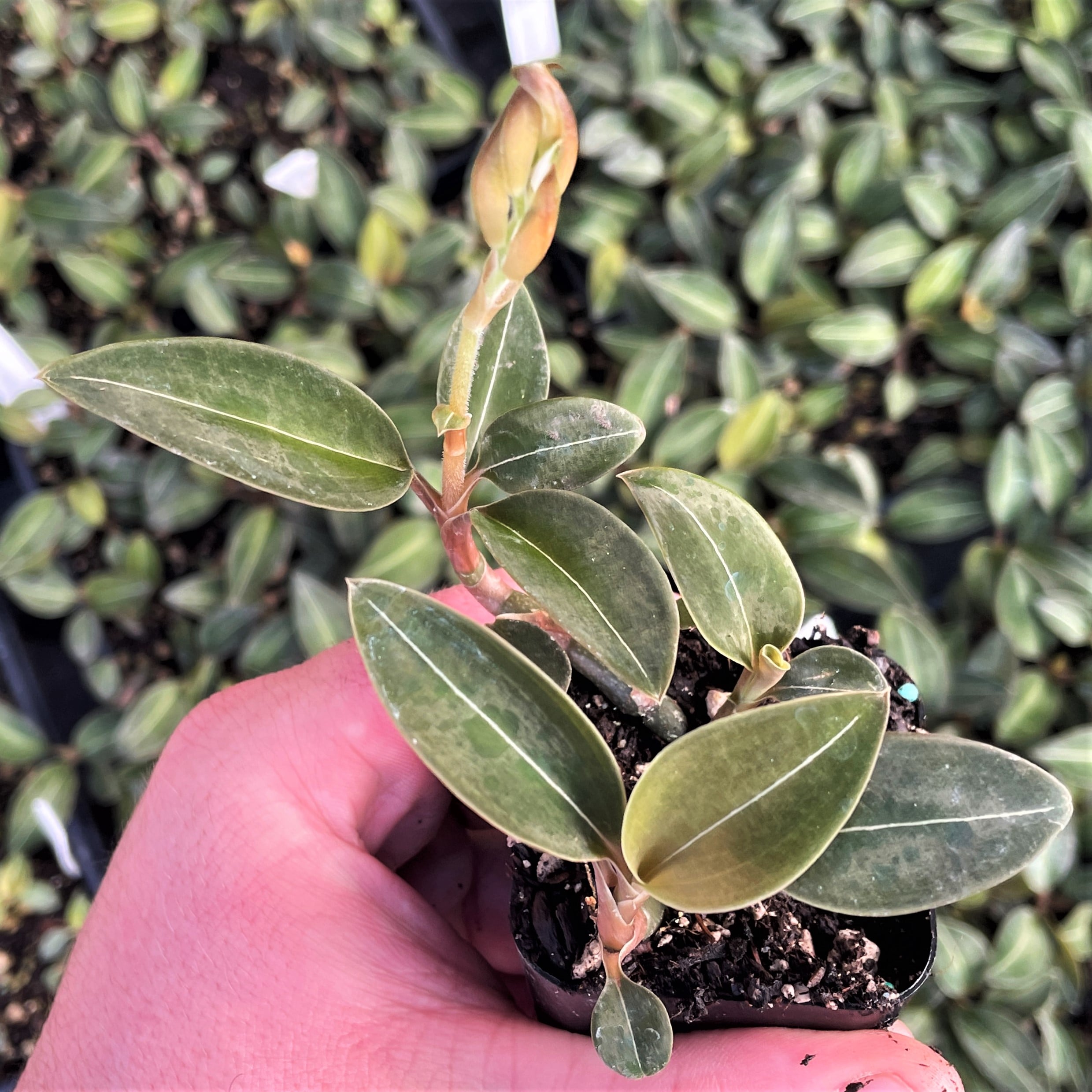 Ludisia discolor var. 'Nigrescens' - Black Jewel Orchid (2" Pot) - Image 4