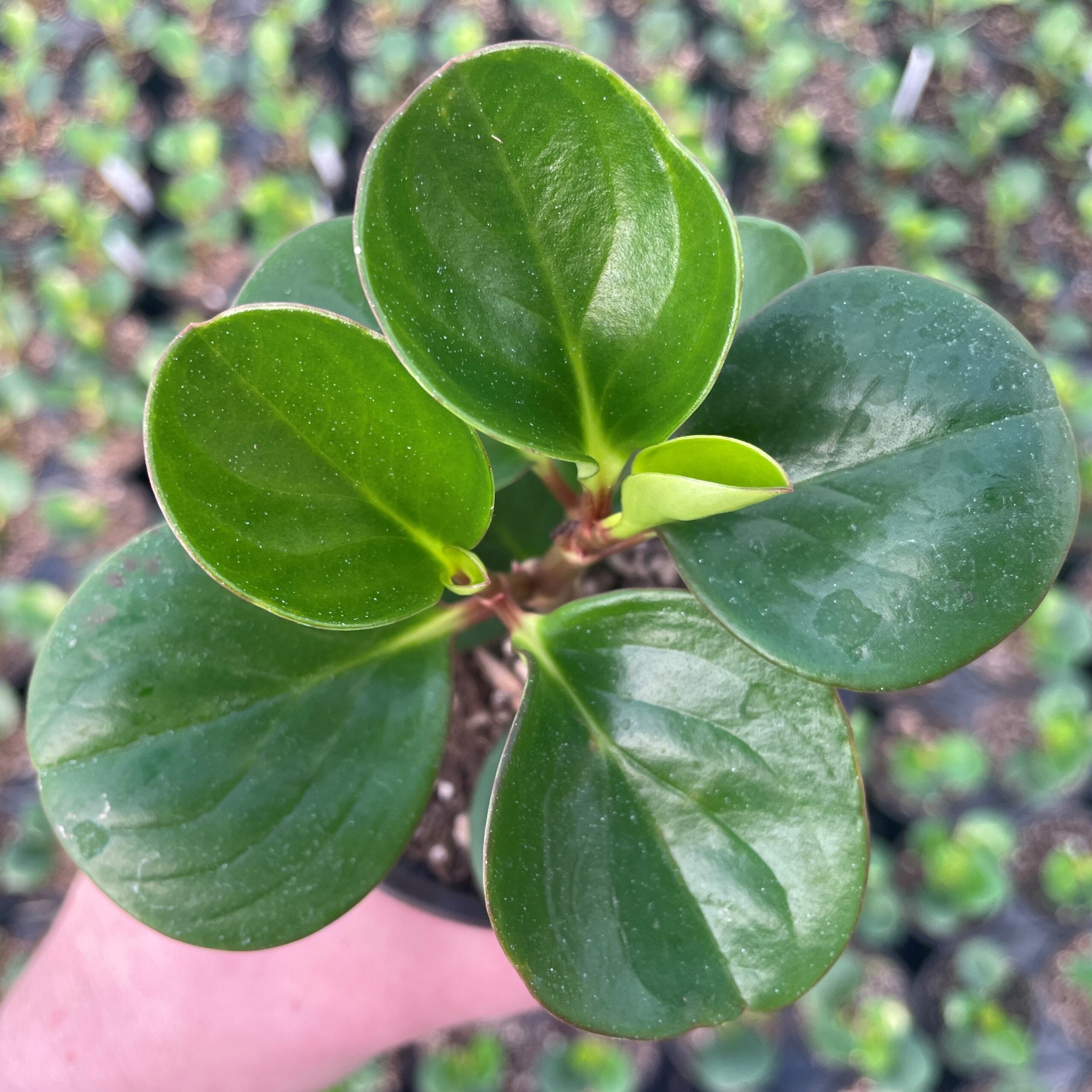 Peperomia 'Obtipan Emerald Isle' - Baby Rubber Plant (4.5" Pot)