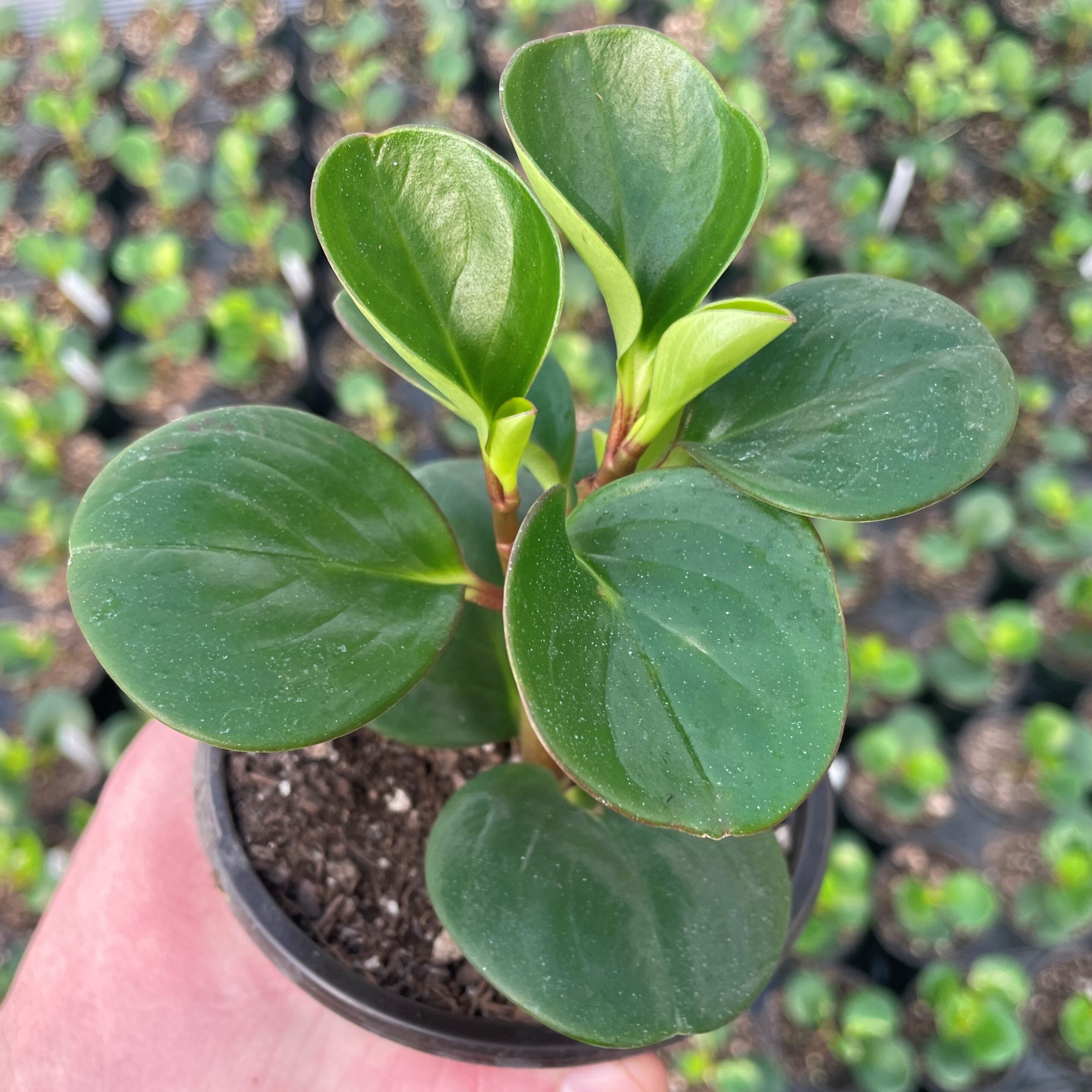 Peperomia 'Obtipan Emerald Isle' - Baby Rubber Plant (4.5" Pot) - Image 2