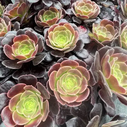 Aeonium arboreum 'Velour' - Tree House Leek Succulent (2" Pot) | Little  Prince of Oregon Nursery