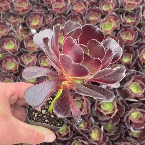 indoor lighted plants GLOWRIUM20W Grow Light Full Spectrum LED Floor Plant Light for Indoor  Plants-G2