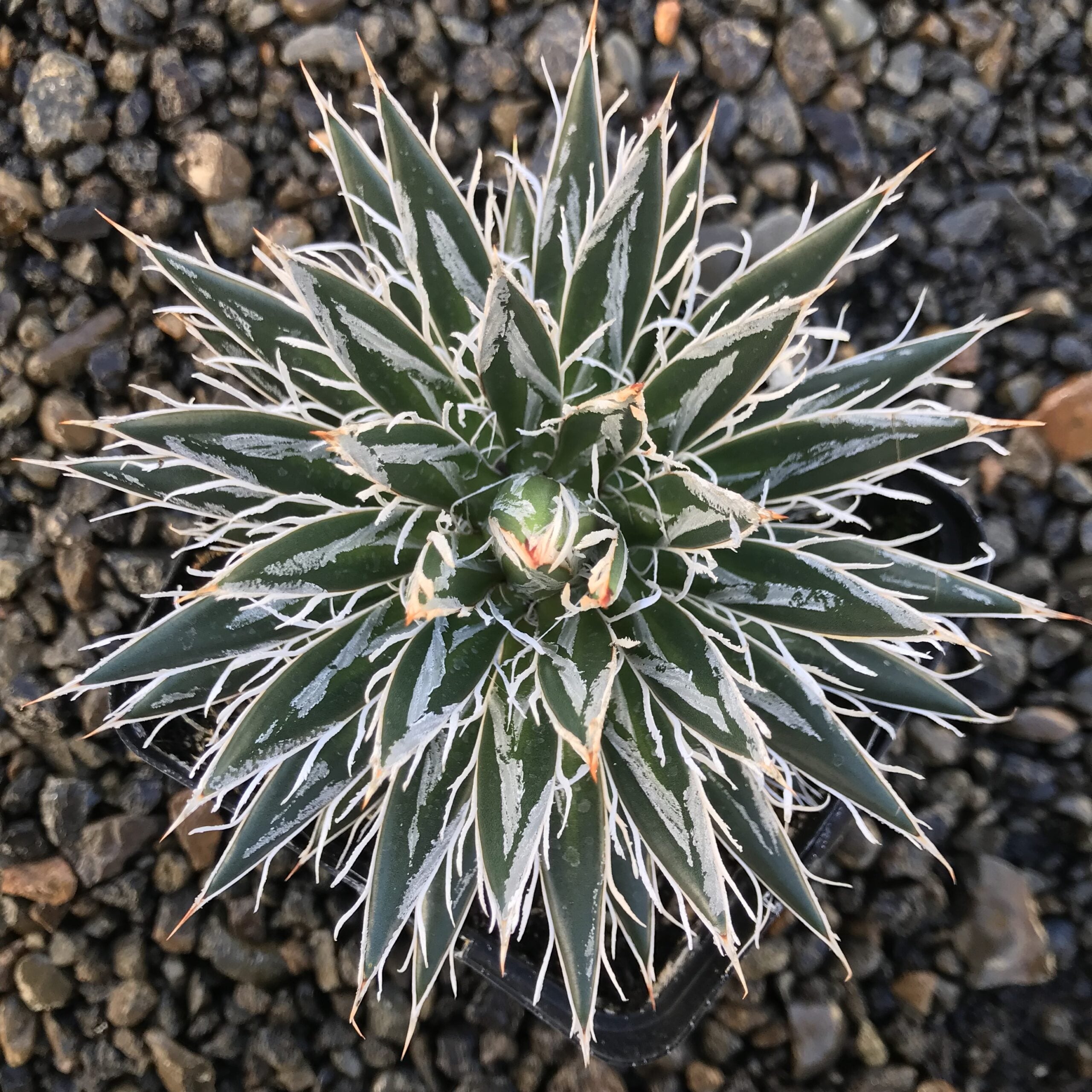 Agave / シエラ系コンパクタ Agave-schidigera-October-
