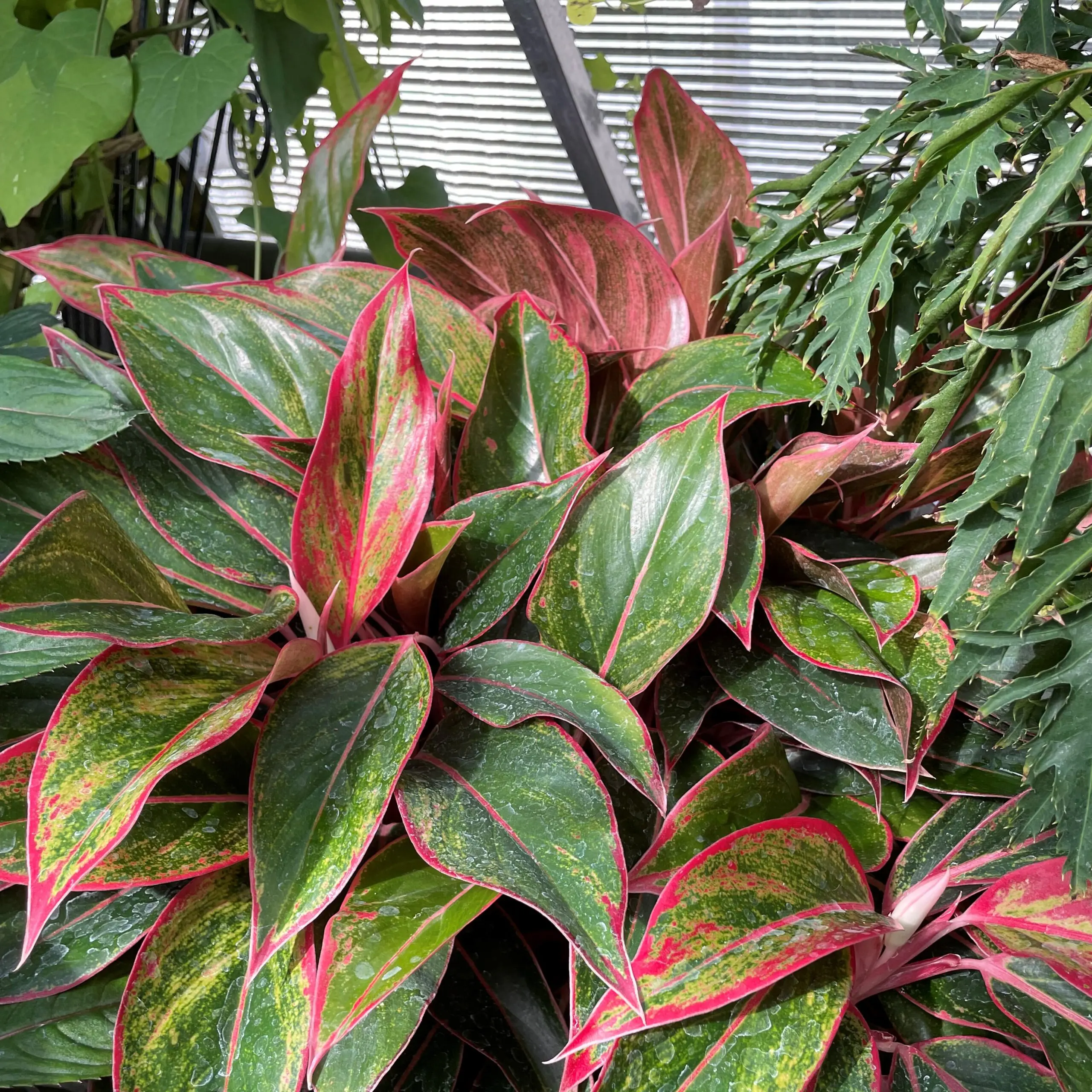 Aglaonema 'Siam Aurora' - Chinese Evergreen (4.5