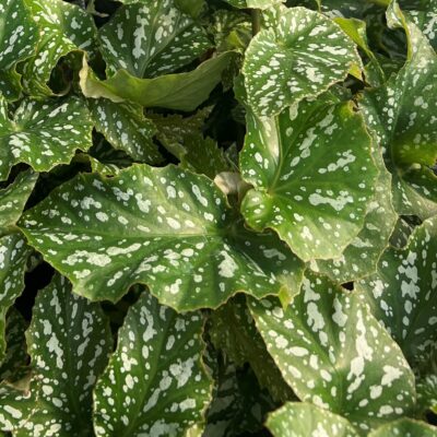 Begonia 'My Special Angel' - Angelwing Hybrid Begonia (4.5" Pot)