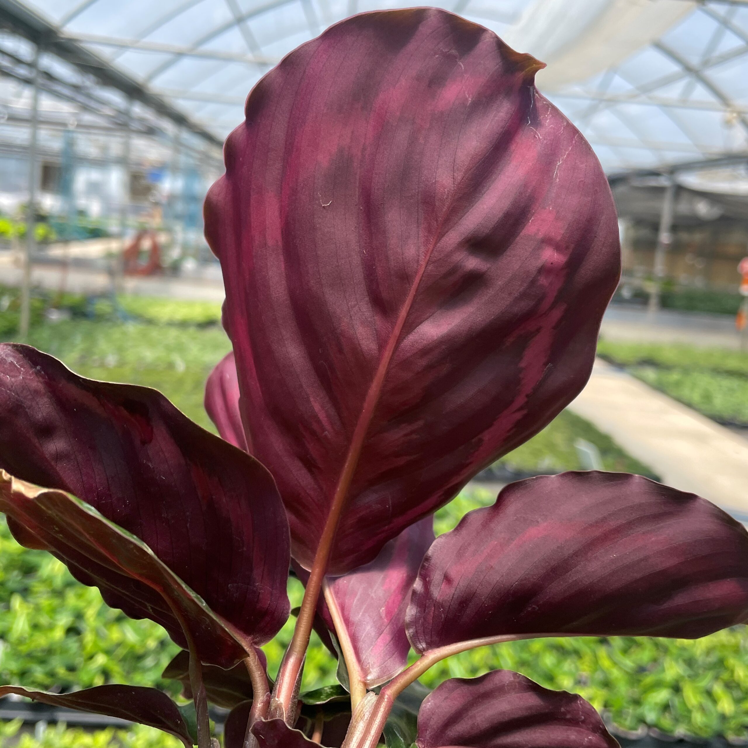 Calathea veitchiana - Medallion Prayer Plant (4.5" Pot) | Little Prince of  Oregon Nursery