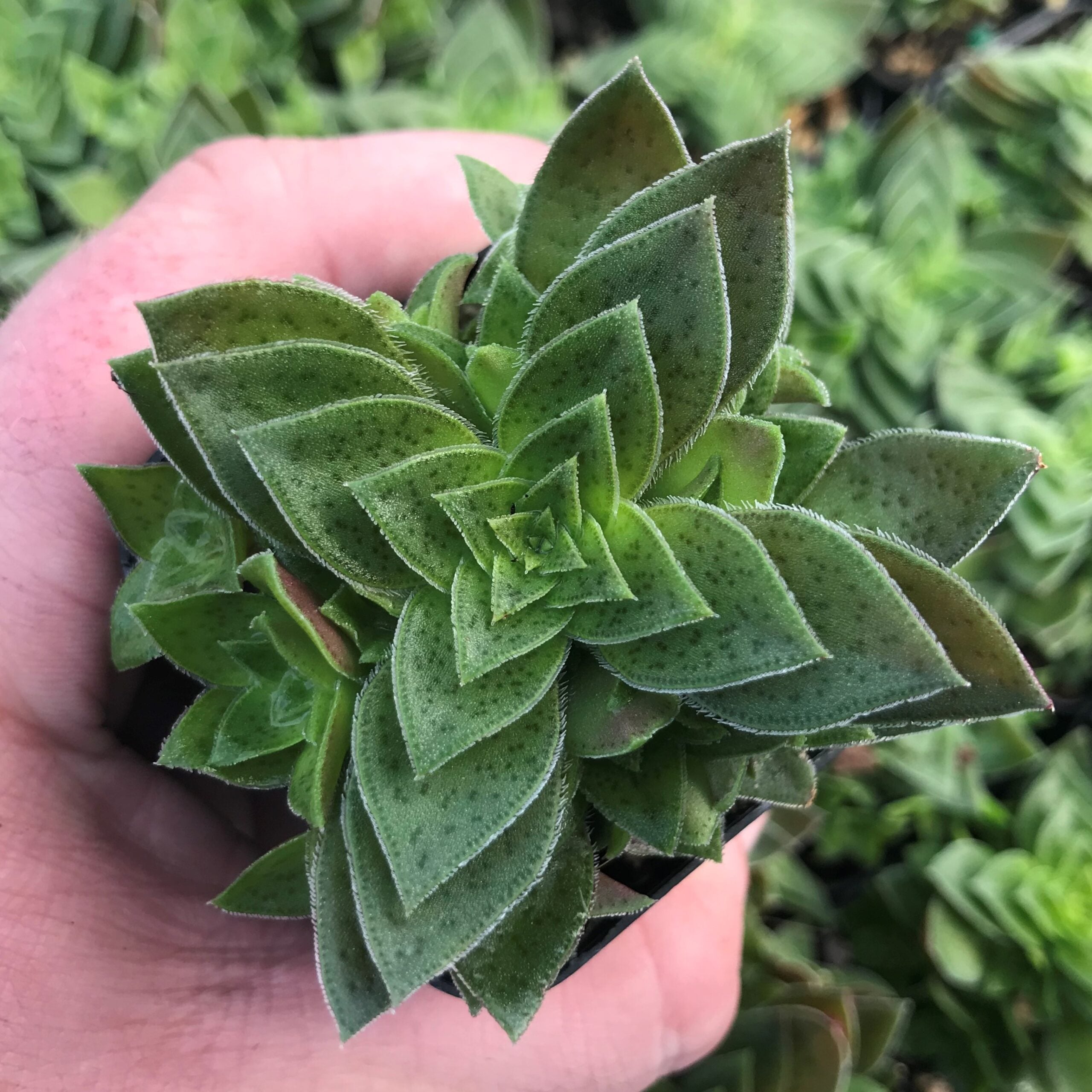 Crassula capitella - Succulent (2" Pot) - Image 2