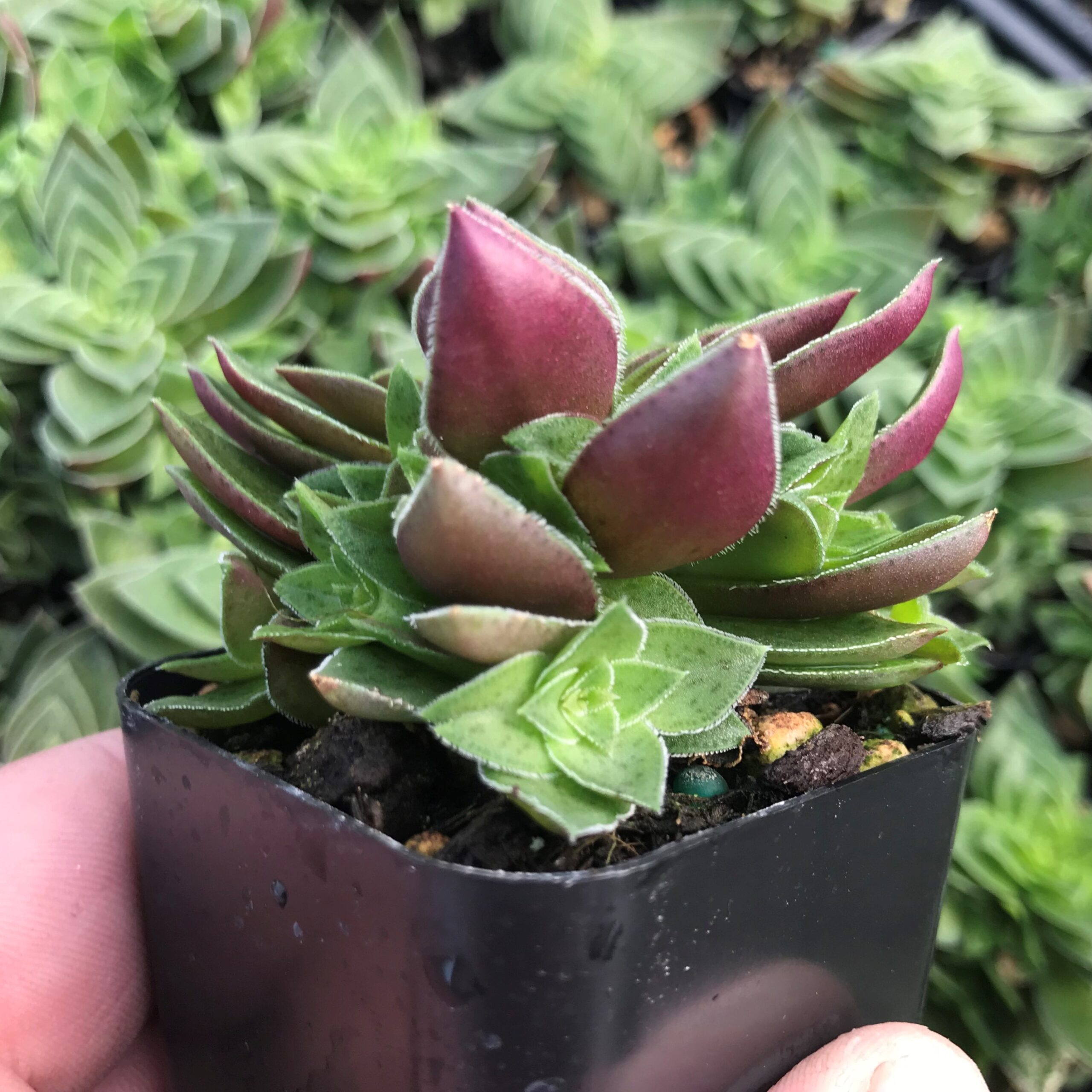 Crassula capitella - Succulent (2" Pot) - Image 3