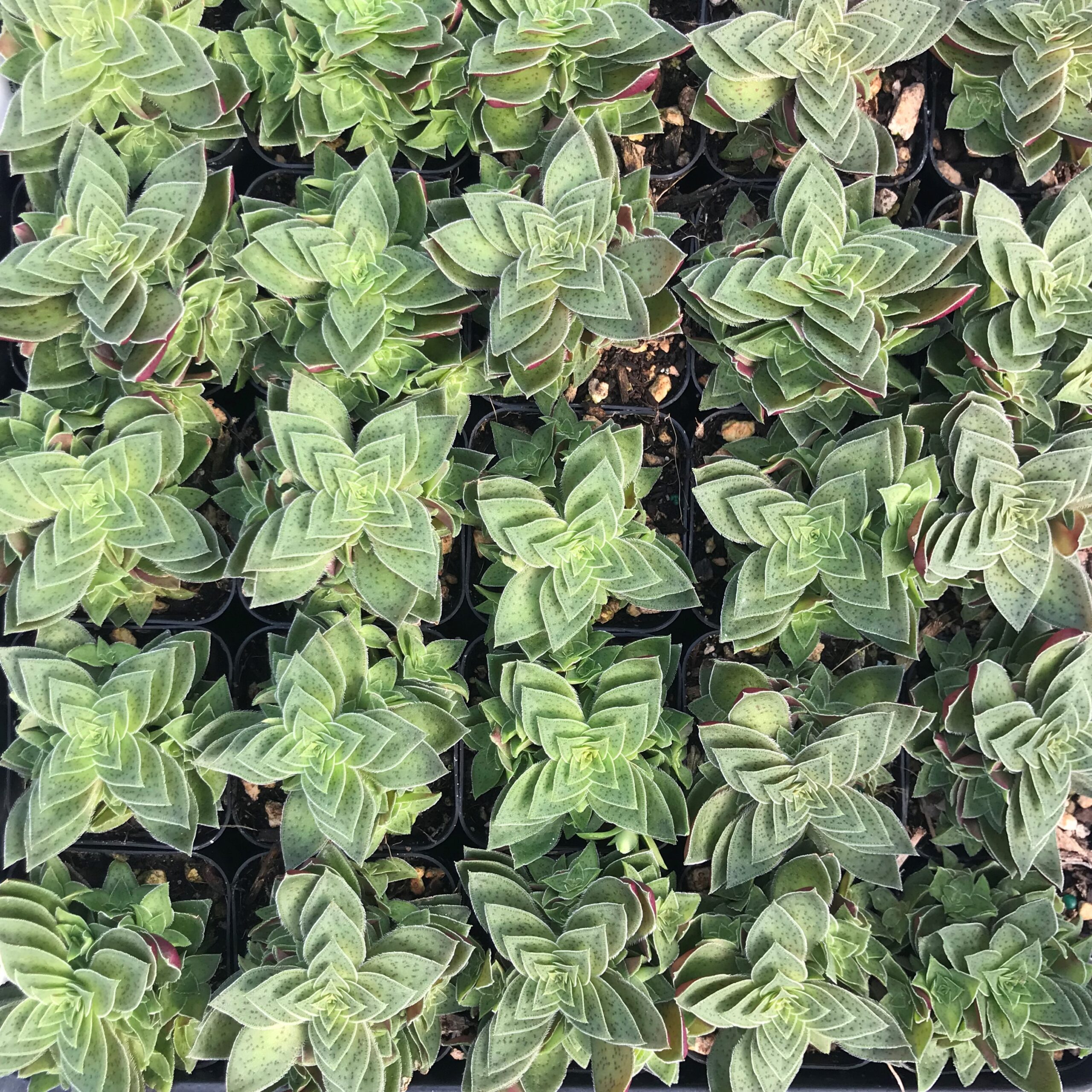 Crassula capitella - Succulent (2" Pot) - Image 5