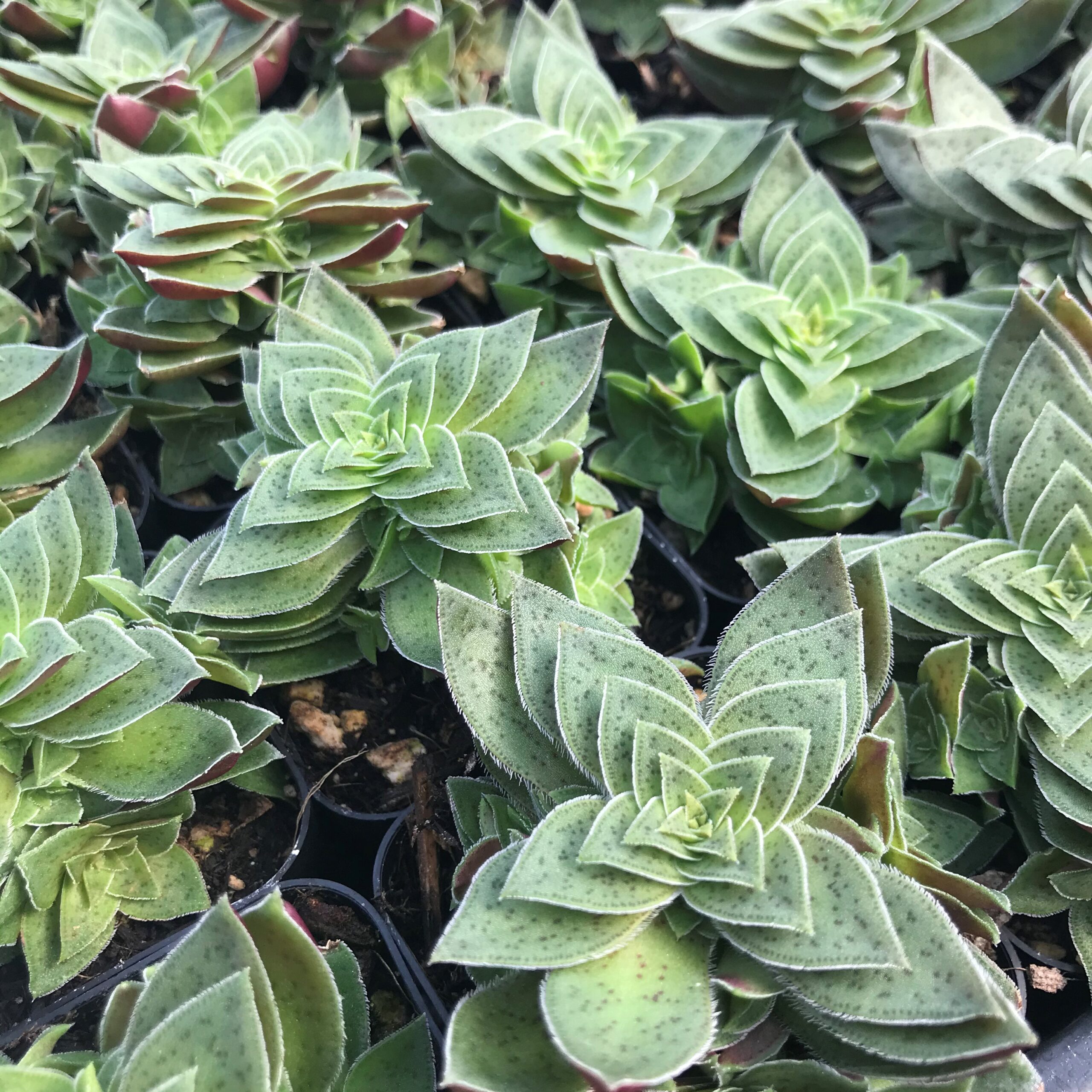 Crassula capitella - Succulent (2" Pot) - Image 4