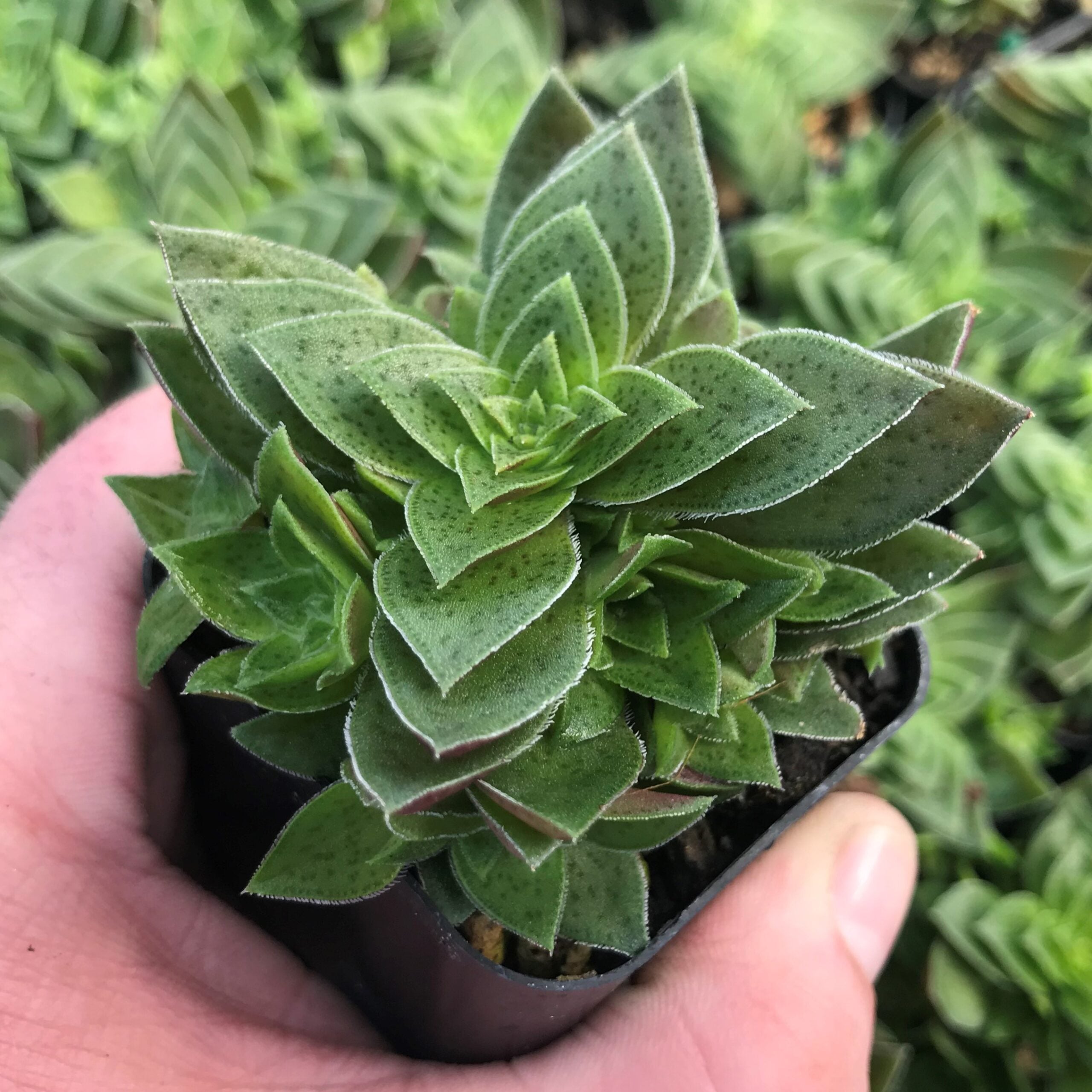 Crassula capitella - Succulent (2" Pot)