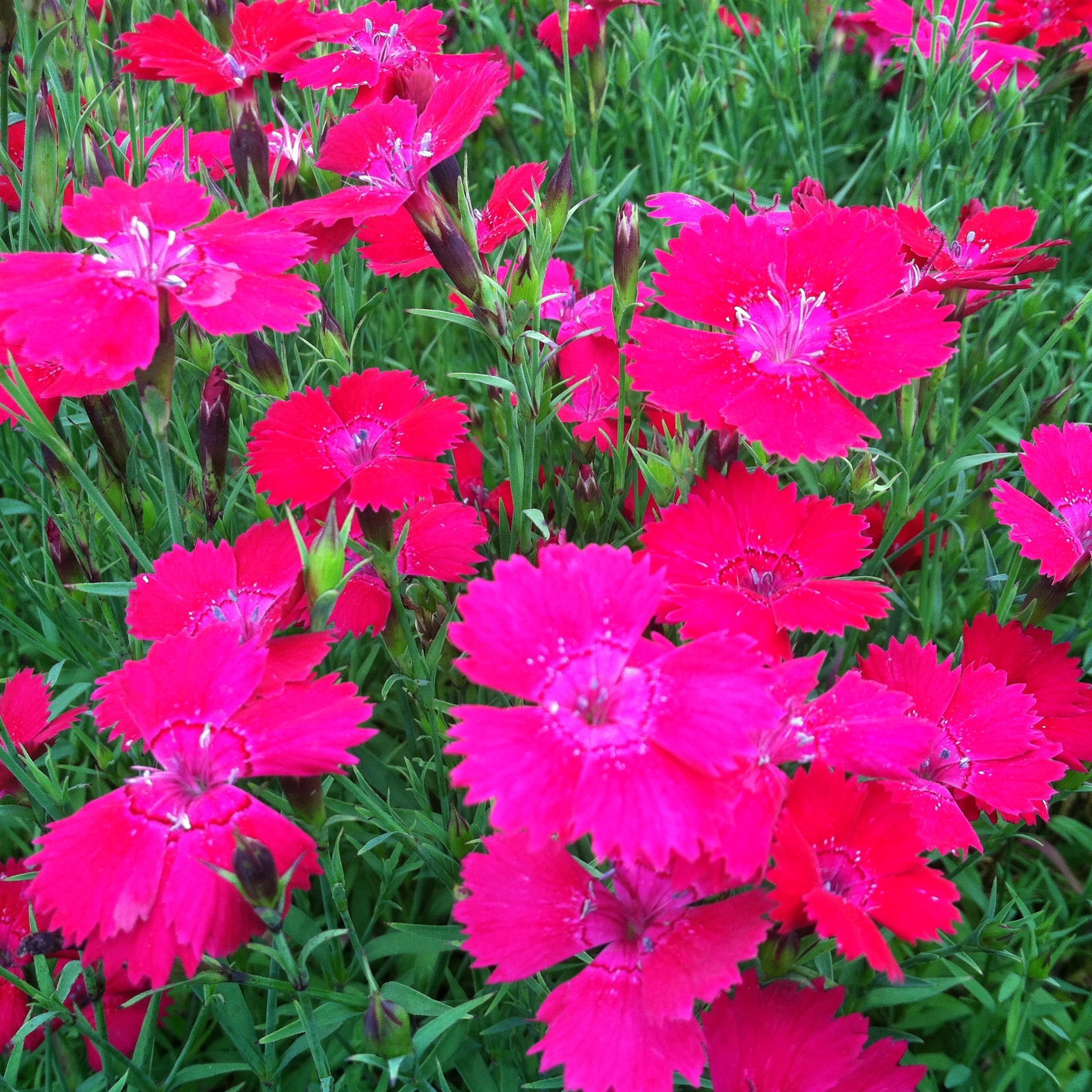 Dianthus deltoides 'Zing Rose' - Maiden Pinks (4" Pot) - Image 4