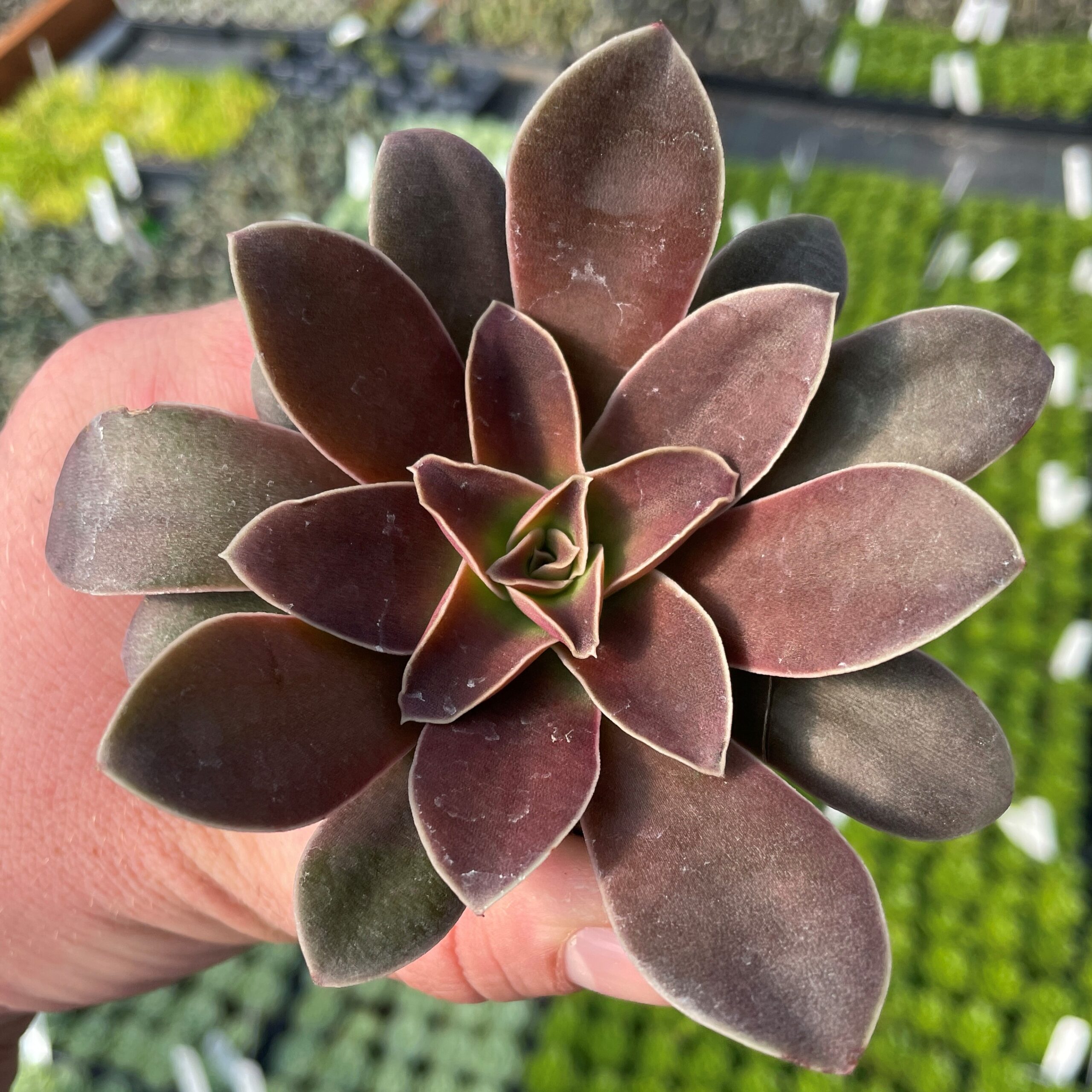 Echeveria racemosa - Succulents (2" Pot)