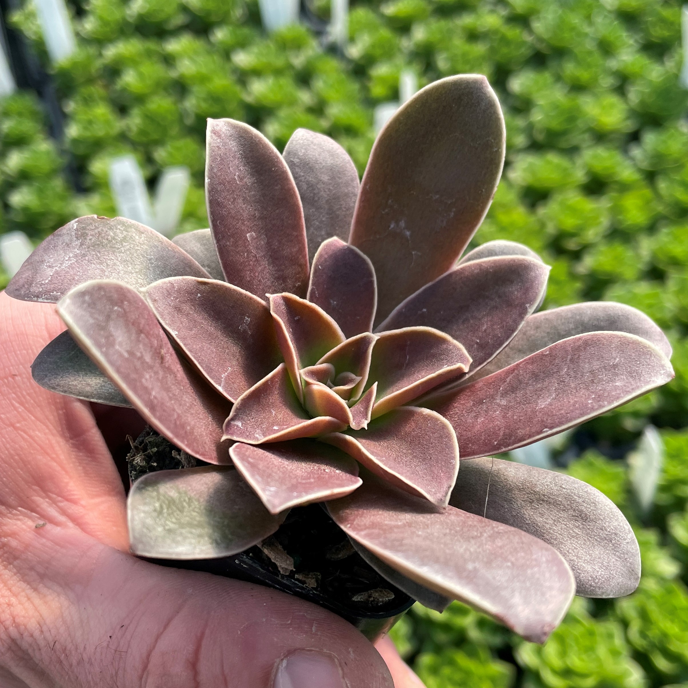 Echeveria racemosa - Succulents (2" Pot) - Image 3