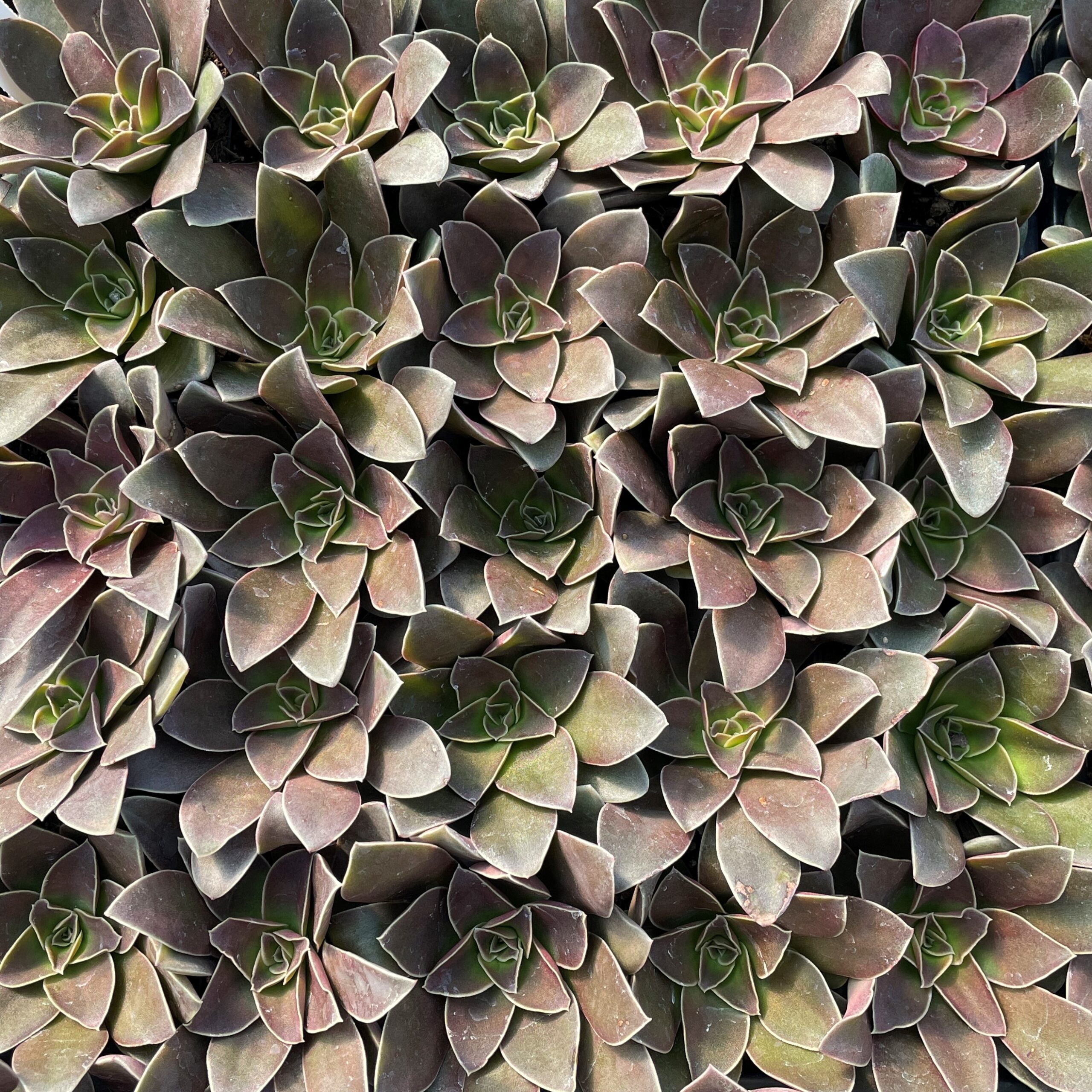 Echeveria racemosa - Succulents (2" Pot) - Image 4