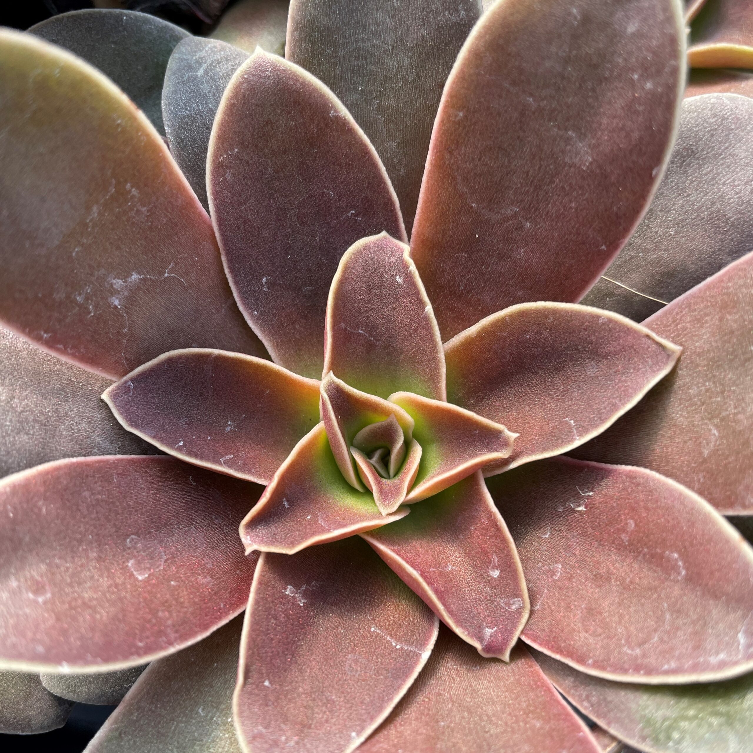 Echeveria racemosa - Succulents (2" Pot) - Image 2