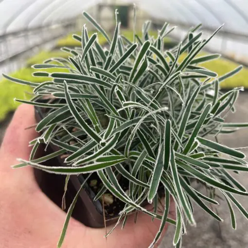 Ficinia truncata 'Ice Crystal' - Frosty Sedge (3.5