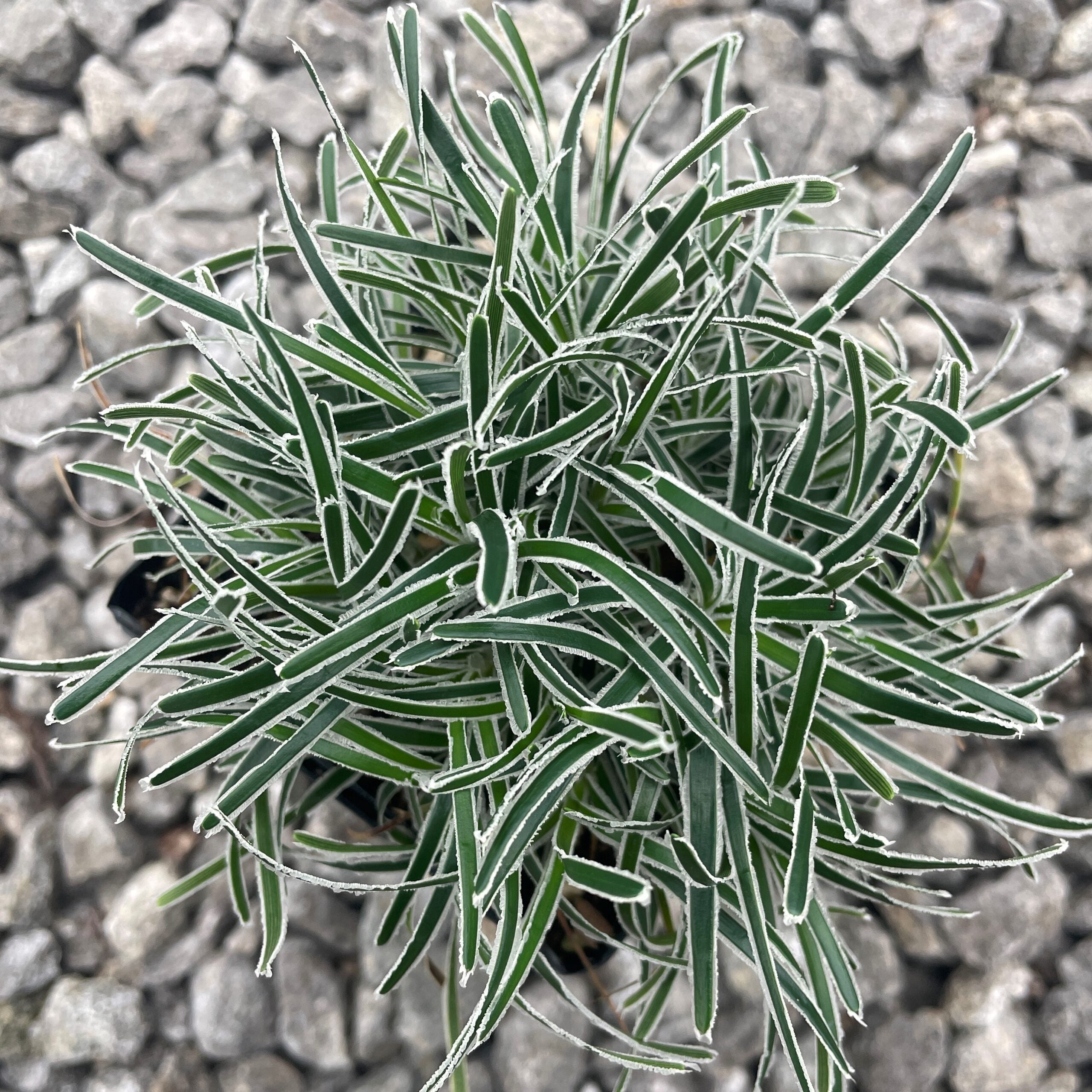 Ficinia truncata 'Ice Crystal' - Frosty Sedge (3.5" Pot) - Image 4