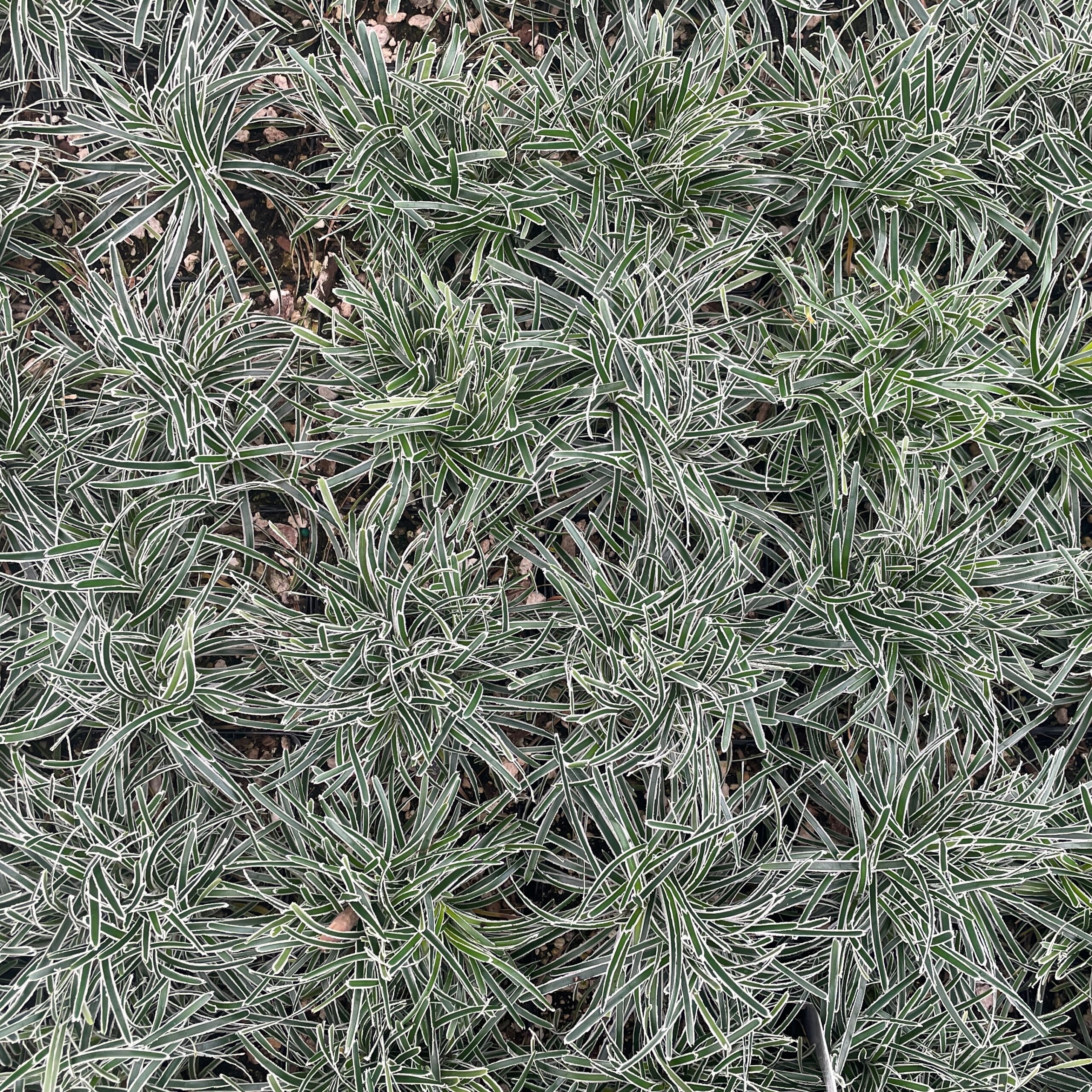 Ficinia truncata 'Ice Crystal' - Frosty Sedge (3.5" Pot) - Image 5