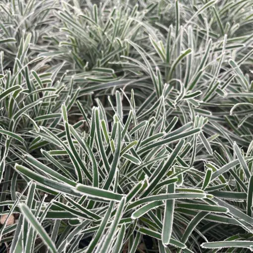 Ficinia truncata 'Ice Crystal' - Frosty Sedge (3.5