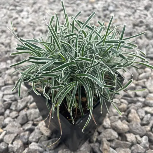 野生群生ディッキア fosteriana Senges white/dwarf Ficinia truncata 'Ice Crystal' - Frosty Sedge (3.5