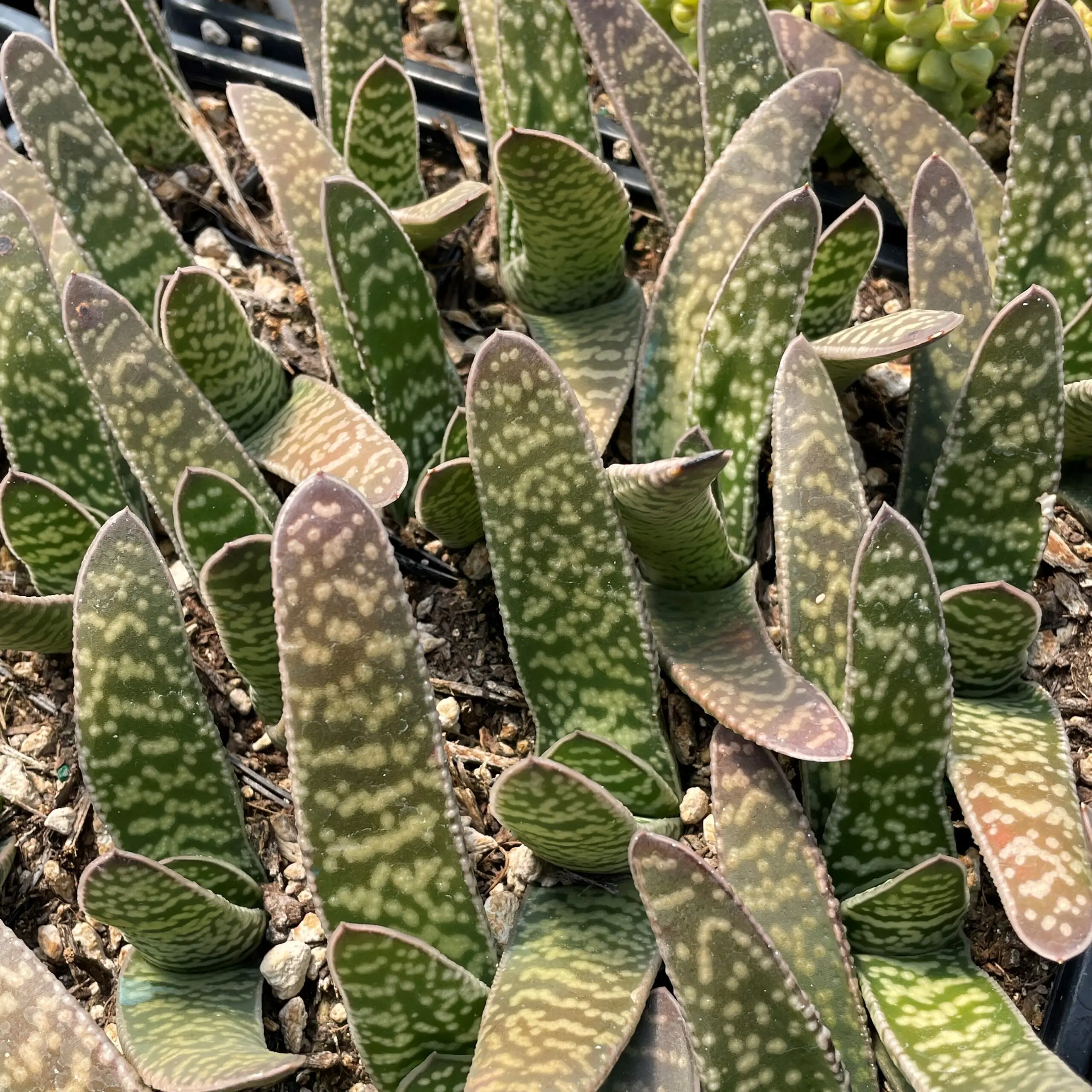 Gasteria bicolor - Lawyer's Tongue Succulent (2" Pot) | Little Prince of  Oregon Nursery