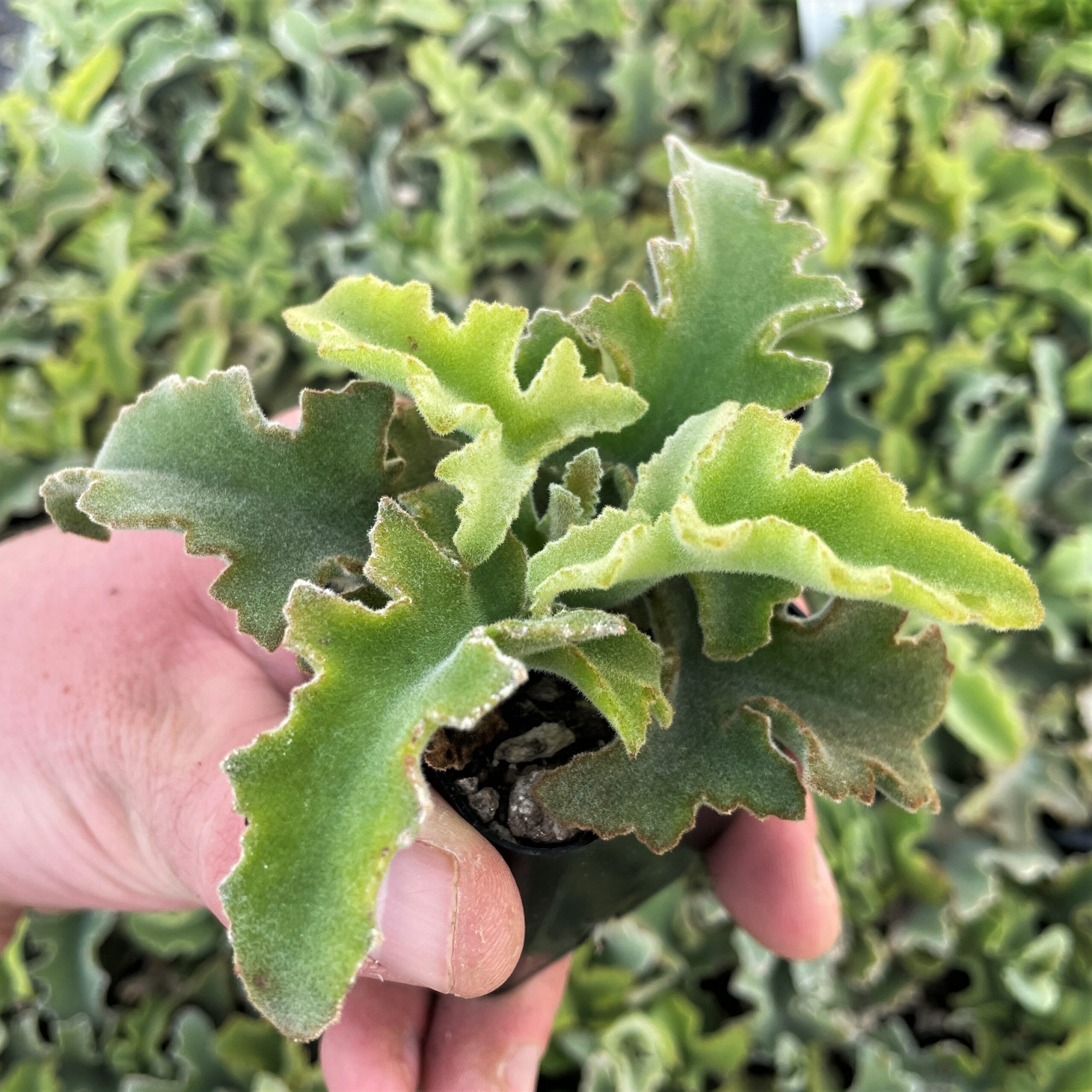Kalanchoe beharensis var. subnuda - Naked Feltleaf Succulent (2" Pot)