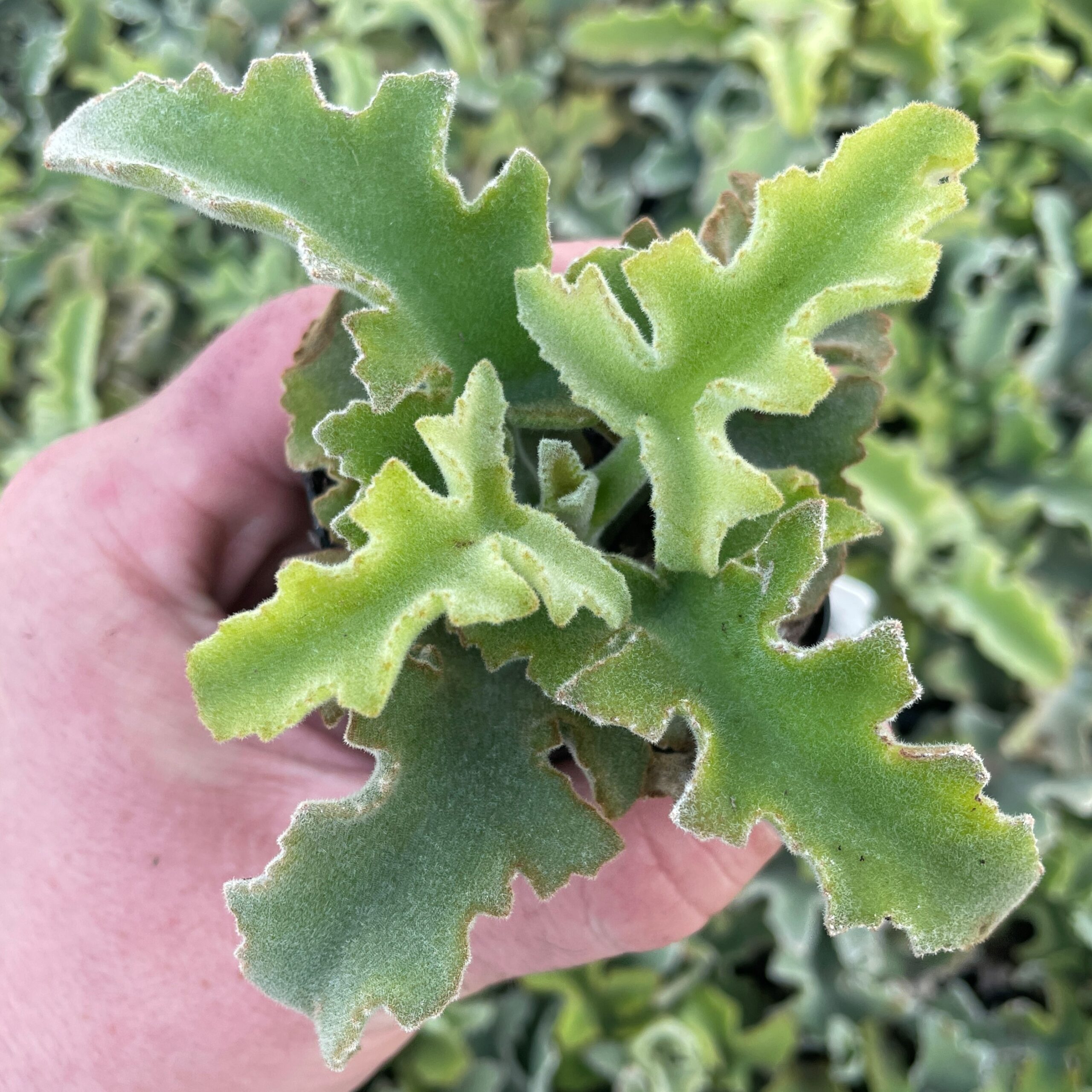 Kalanchoe beharensis var. subnuda - Naked Feltleaf Succulent (2" Pot) - Image 2