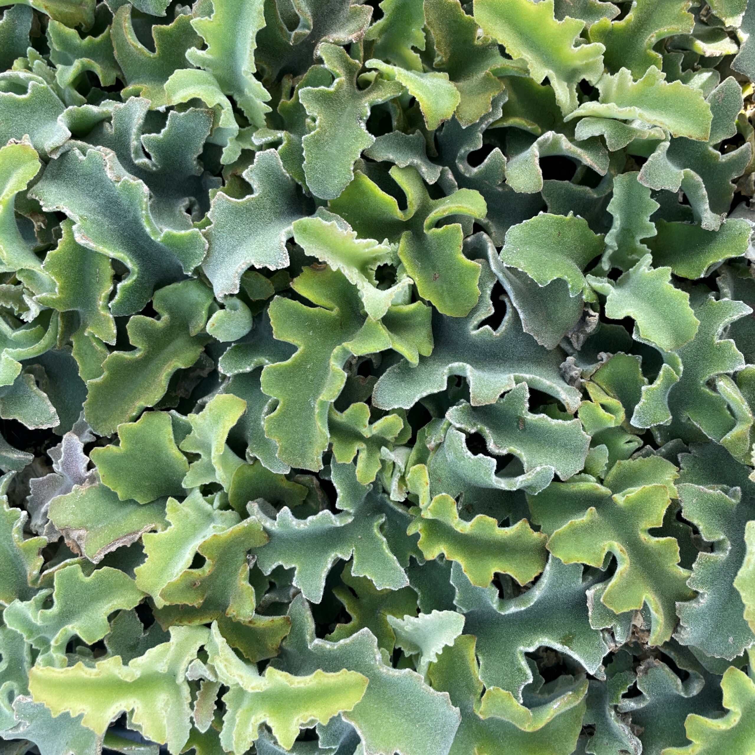 Kalanchoe beharensis var. subnuda - Naked Feltleaf Succulent (2" Pot) - Image 3