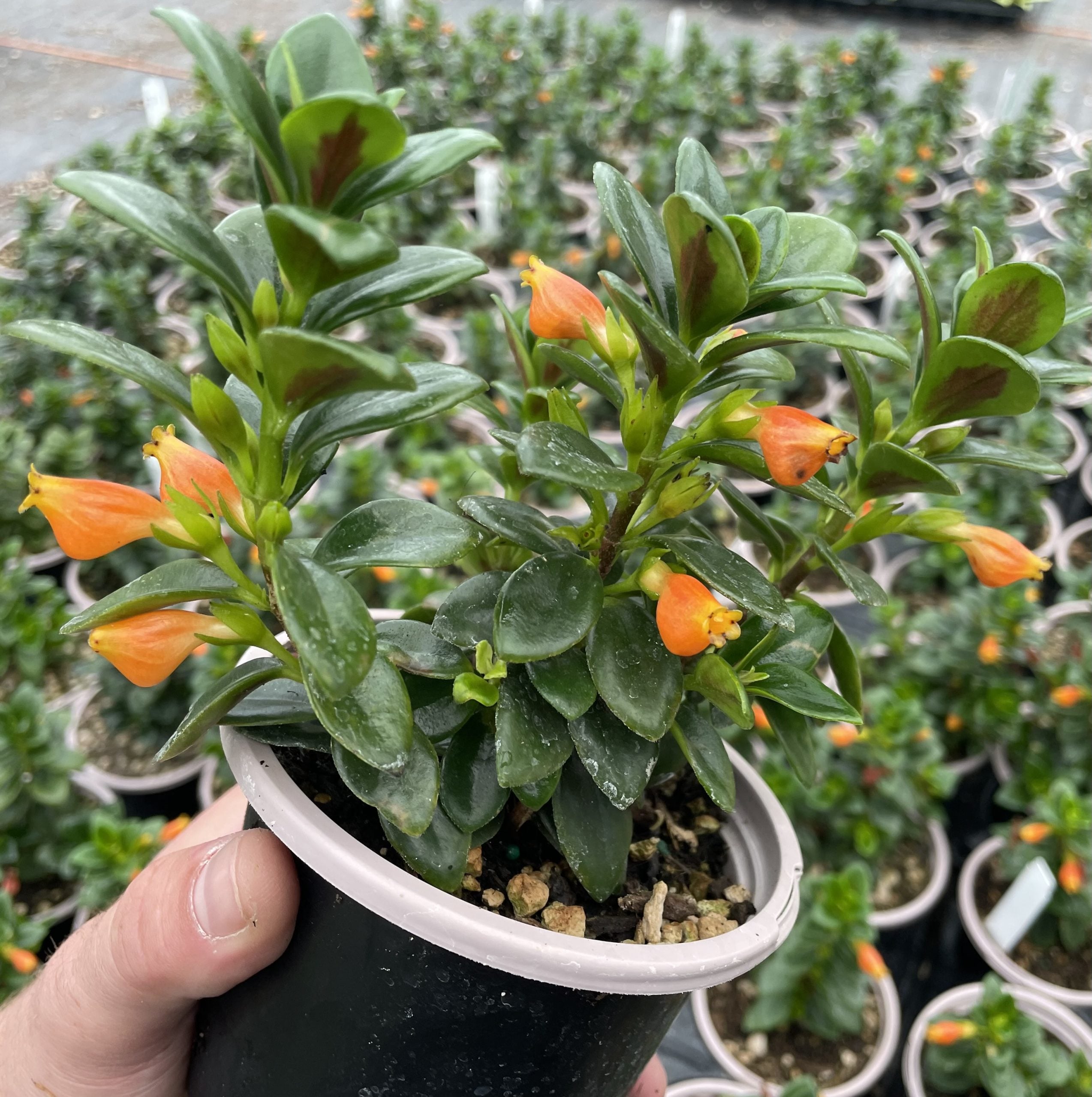 Nematanthus gregarius - Goldfish Plant (4.5" Pot) - Image 2