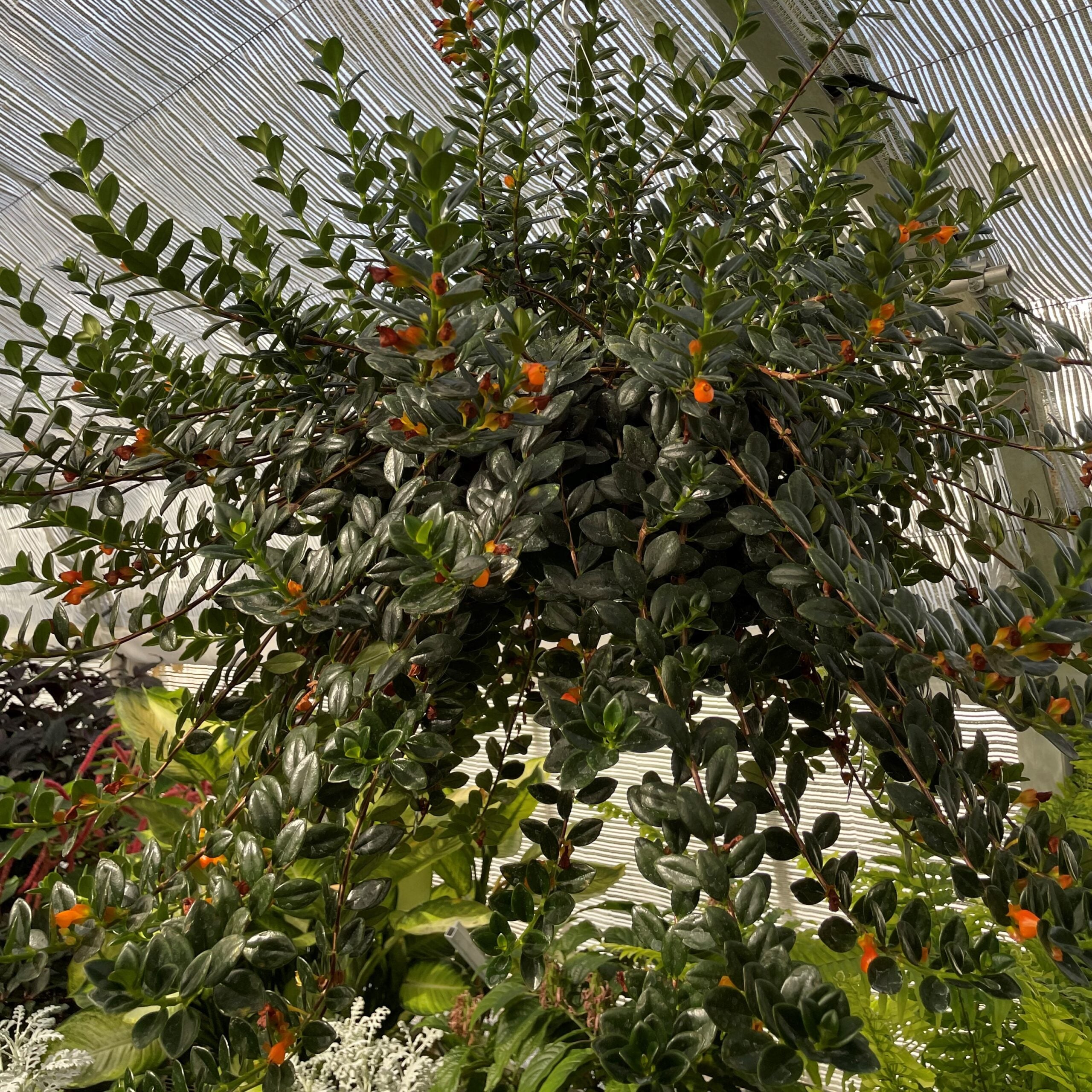Nematanthus gregarius - Goldfish Plant (4.5" Pot)