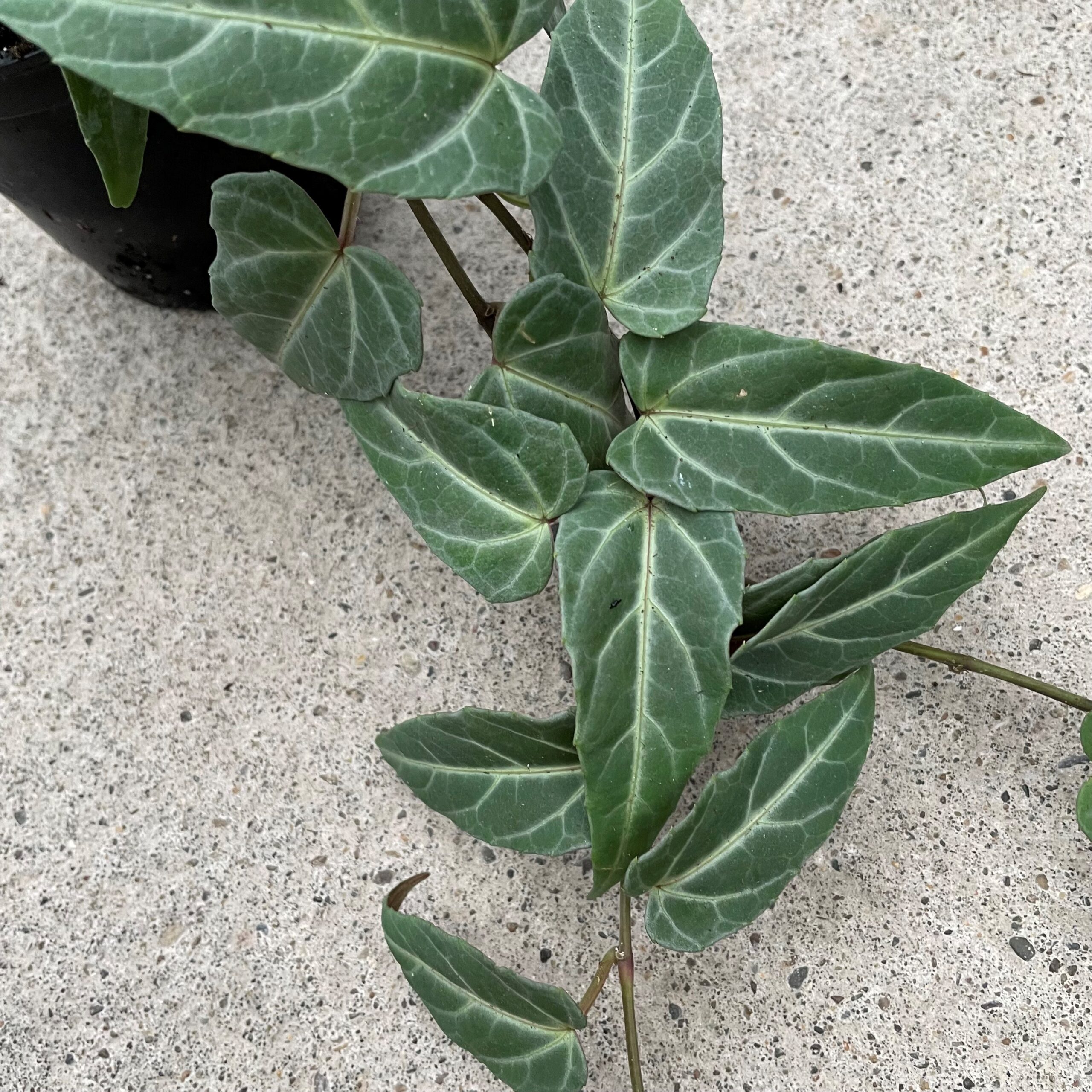 Parthenocissus 'Amazonica' - Jungle Vine (4.5" Pot) - Image 3