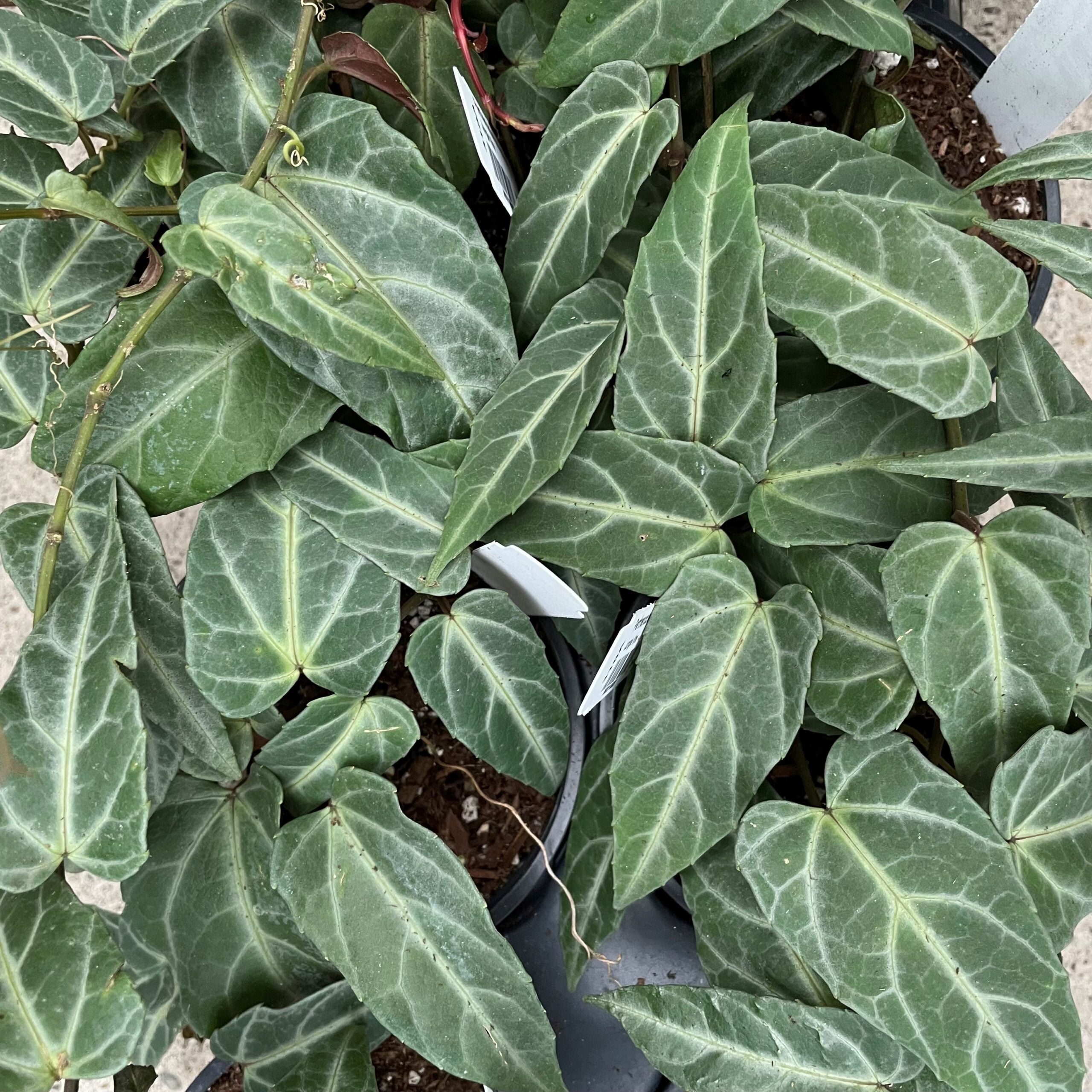 Parthenocissus 'Amazonica' - Jungle Vine (4.5" Pot)