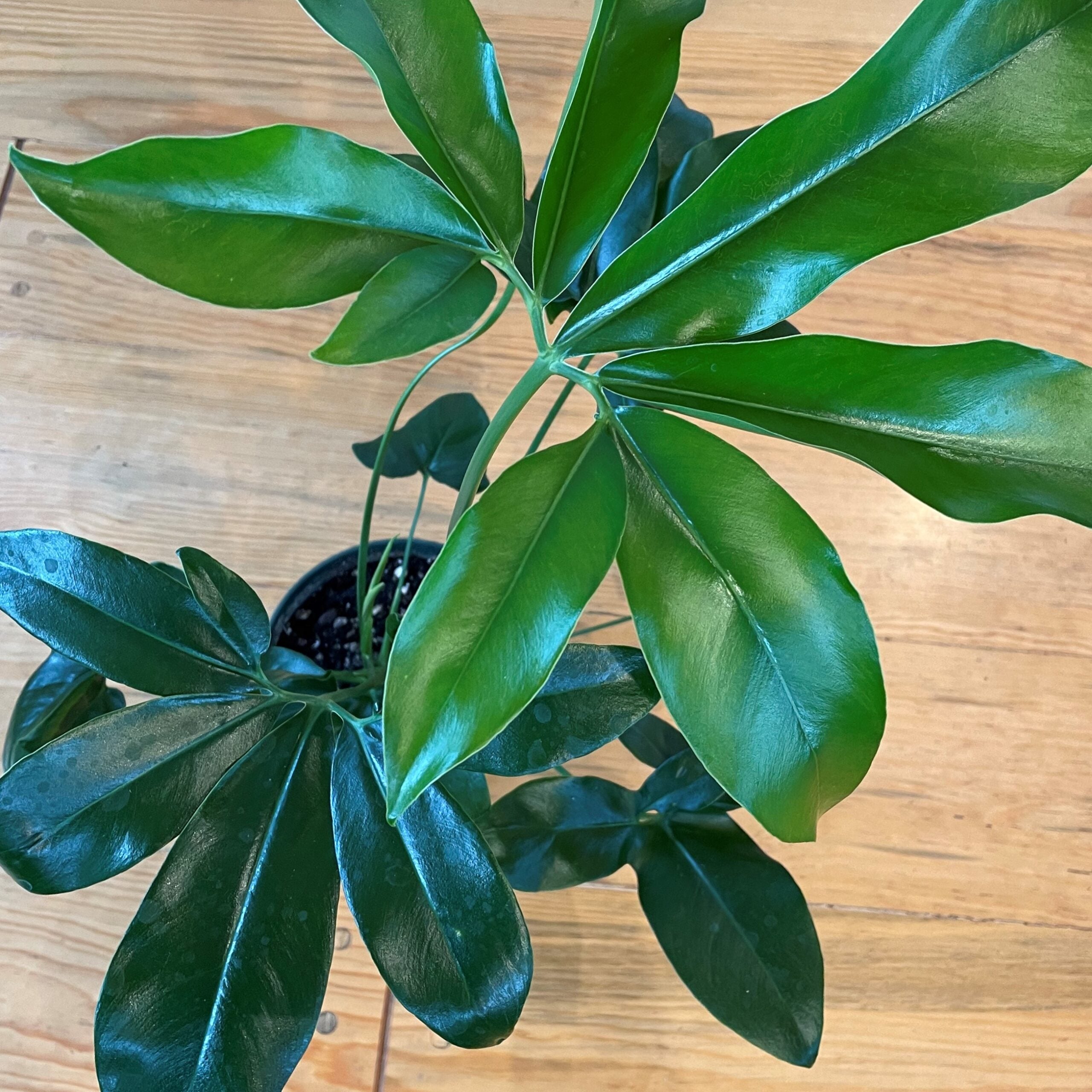 pilea chinese money plant Chinese Money Plant – Pike Nursery