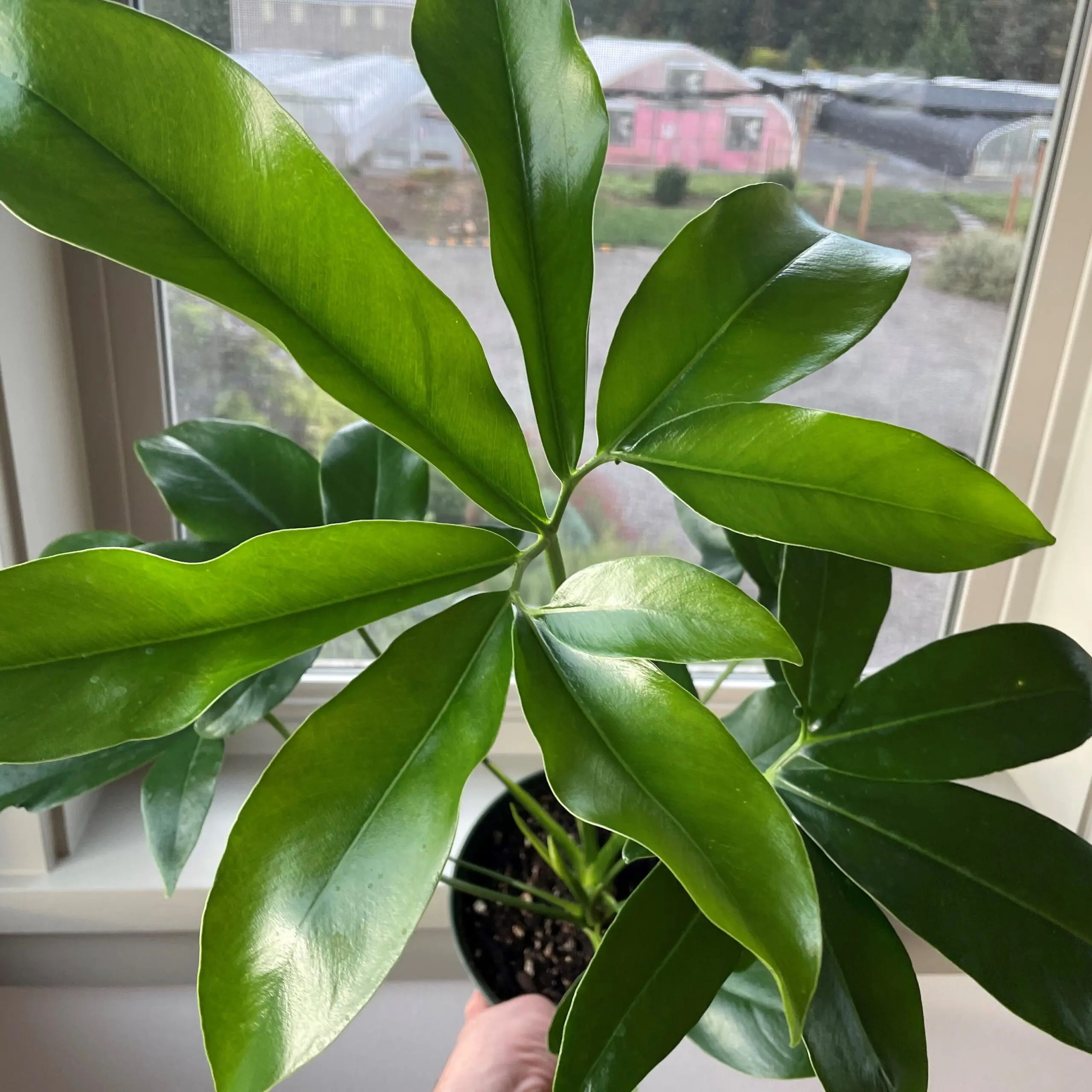 Philodendron goeldii - Finger Leaf Philodendron (4.5" Pot) | Little Prince  of Oregon Nursery