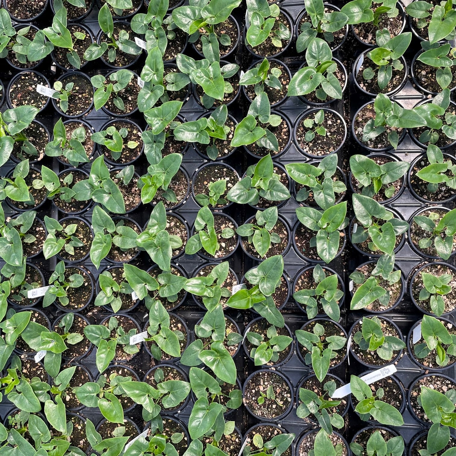 Philodendron goeldii - Finger Leaf Philodendron (4.5" Pot) - Image 4
