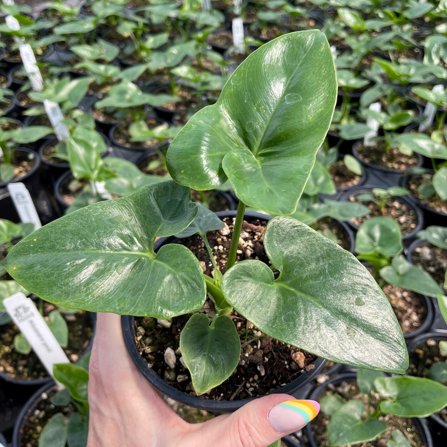 Philodendron goeldii - Finger Leaf Philodendron (4.5" Pot) | Little Prince  of Oregon Nursery