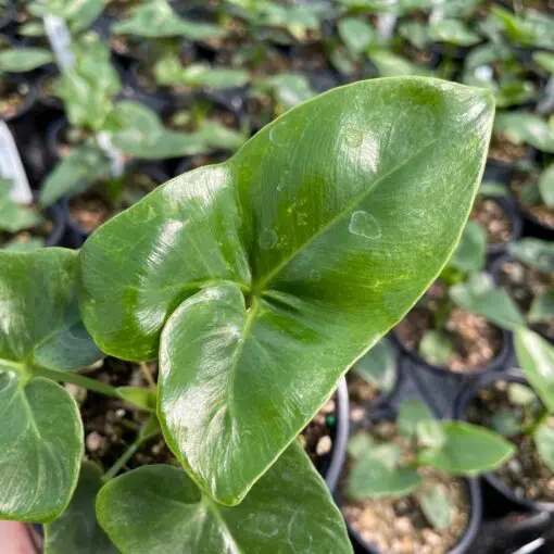 Philodendron goeldii - Finger Leaf Philodendron (4.5" Pot) | Little Prince  of Oregon Nursery