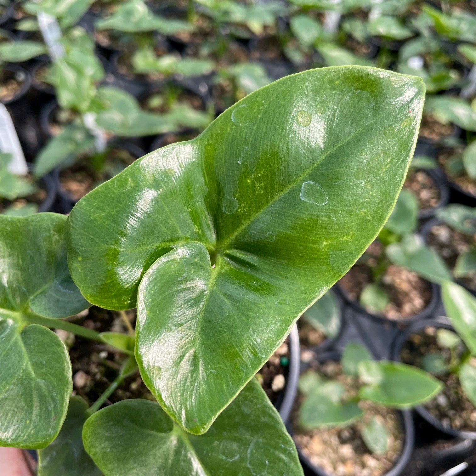 photinia robusta Photinia robusta – The Plant Broker main image 0