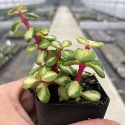 Portulacaria afra 'Mediopicta' - Midstripe Rainbow Bush (2" Pot)
