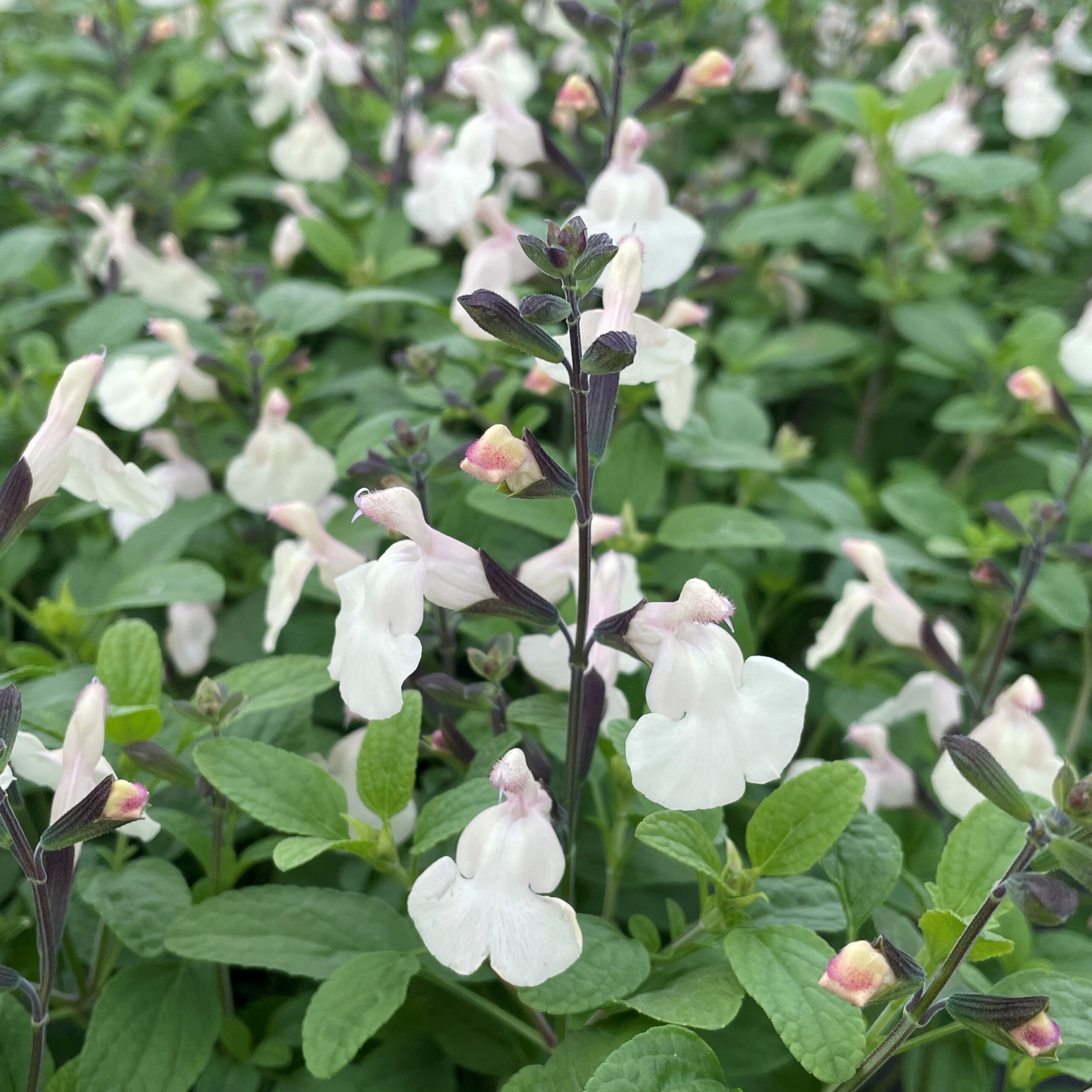Salvia-Cool-Cream-Autumn-Sage-