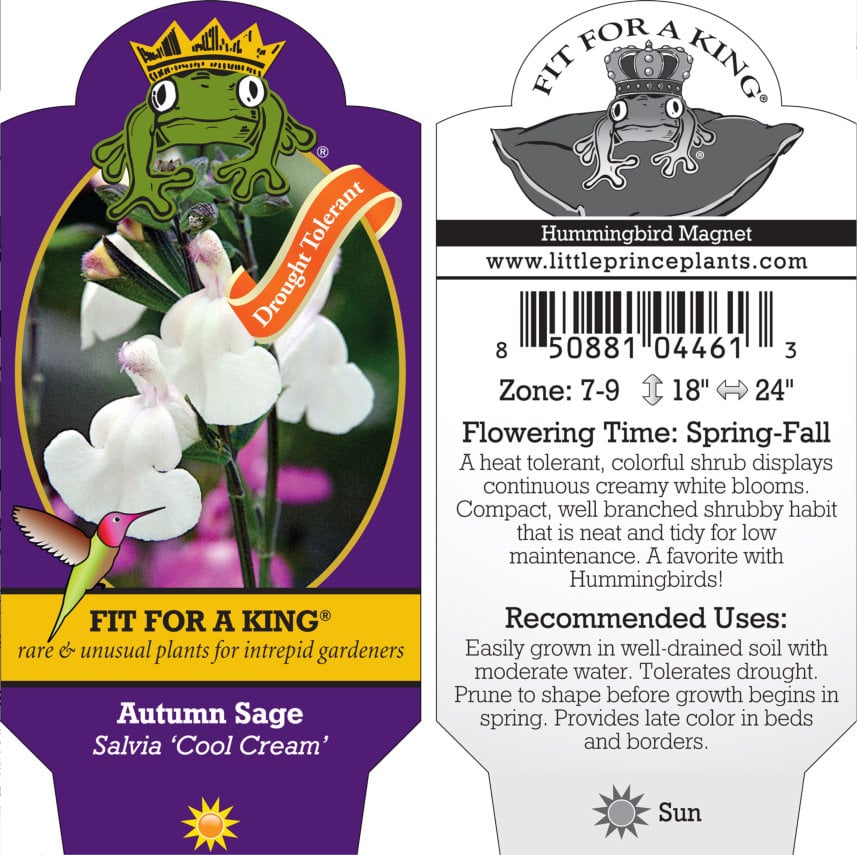 Salvia 'Cool Cream' - Autumn Sage (4.5" Pot) - Image 2