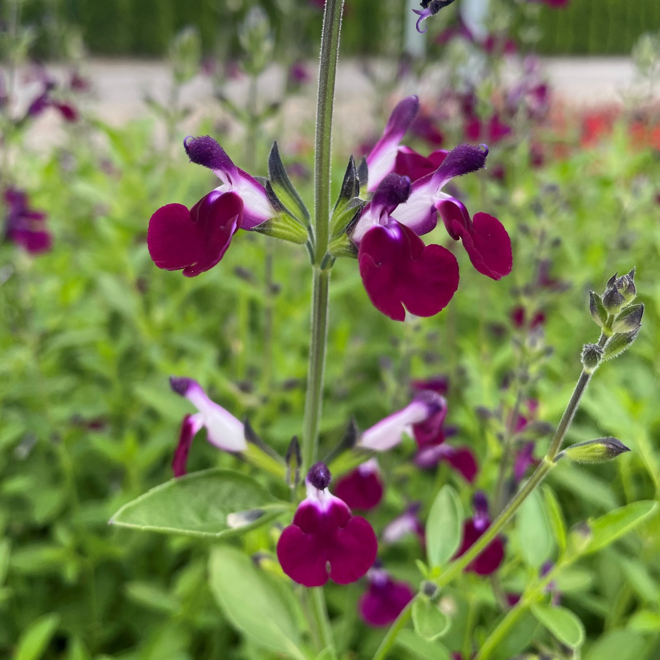 Salvia greggii 'Amethyst Lips' - Autumn Sage, PBR (4.5" Pot)