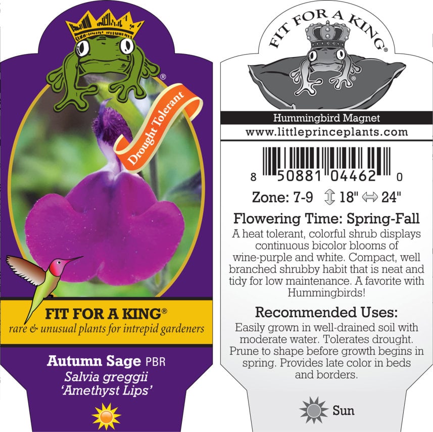 Salvia greggii 'Amethyst Lips' - Autumn Sage, PBR (4.5" Pot) - Image 2
