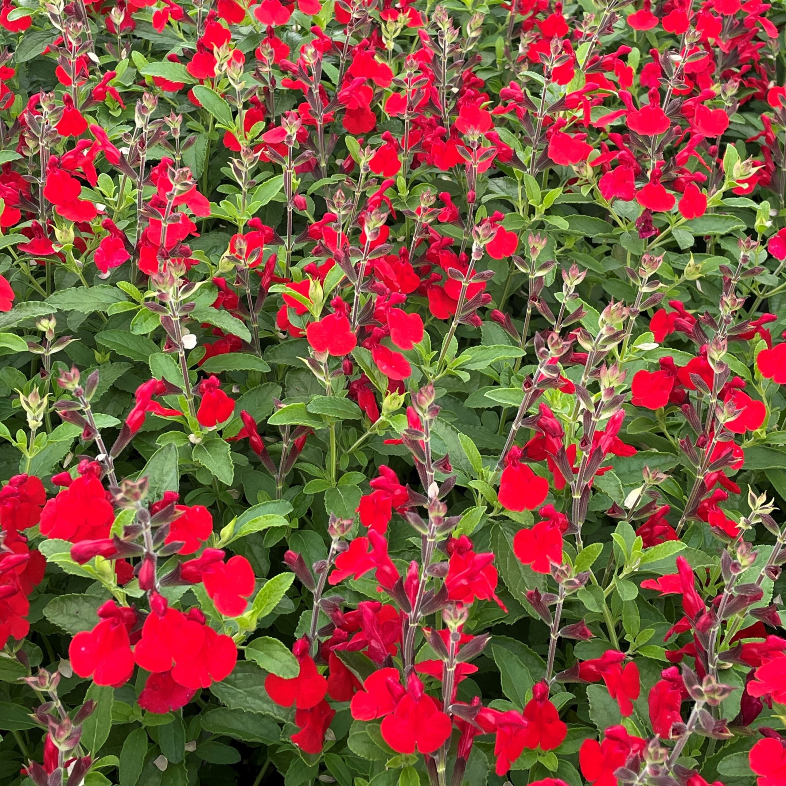 Salvia greggii 'Radio Red' - Autumn Sage, USPP #26,362 (4.5" Pot) - Image 2