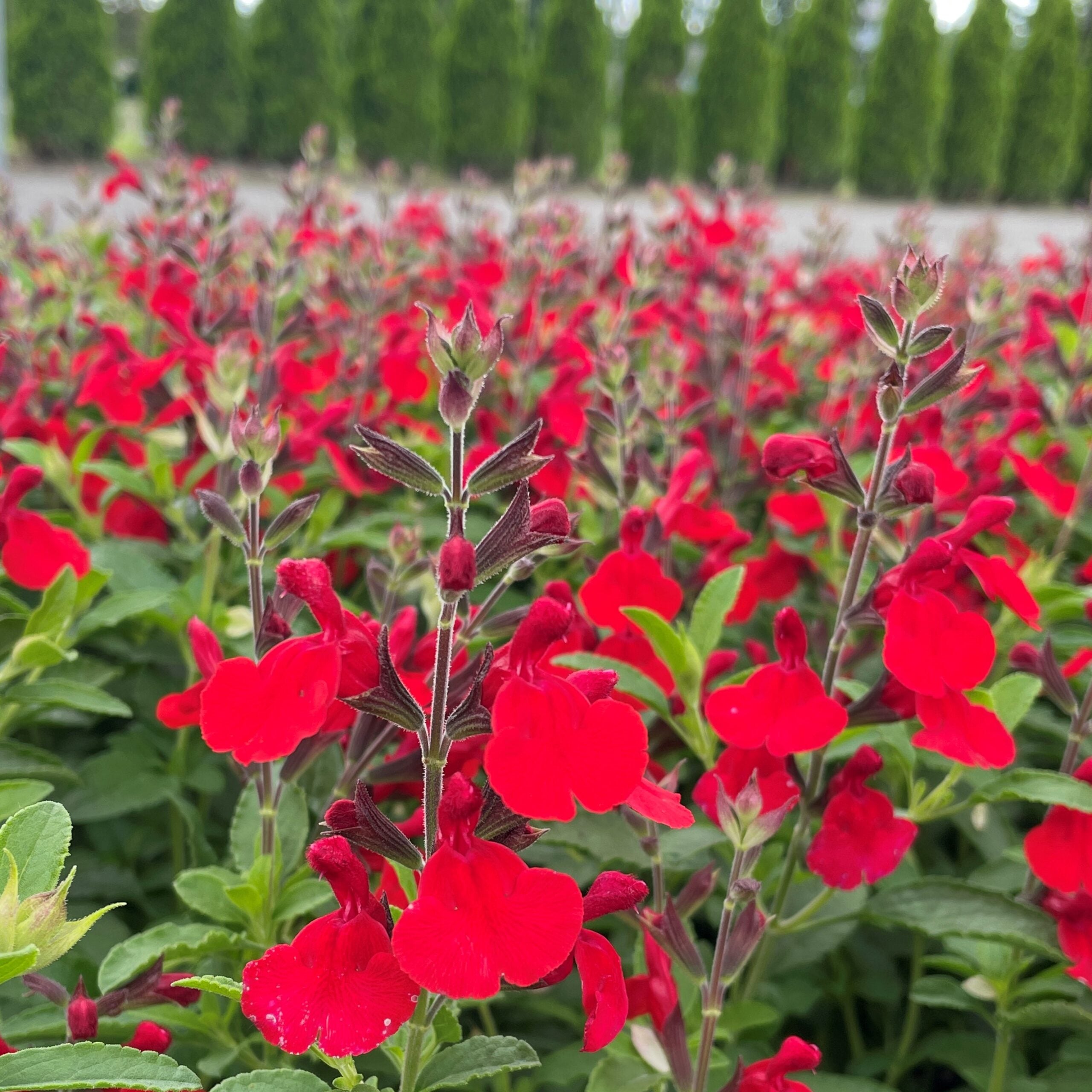 Salvia greggii 'Radio Red' - Autumn Sage, USPP #26,362 (4.5" Pot)