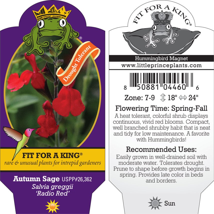 Salvia greggii 'Radio Red' - Autumn Sage, USPP #26,362 (4.5" Pot) - Image 3