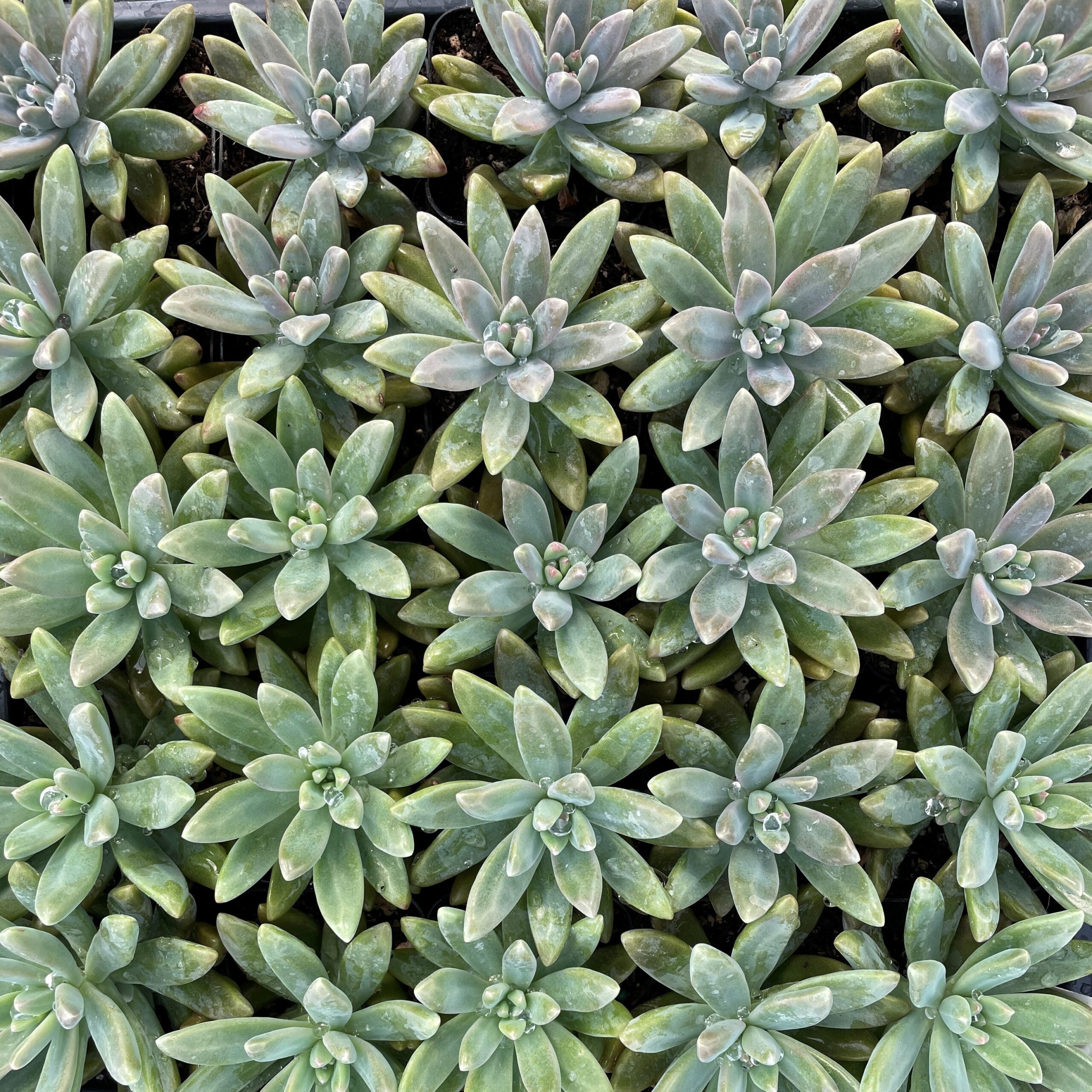 Sedum carnicolor - Succulents (2" Pot) - Image 4