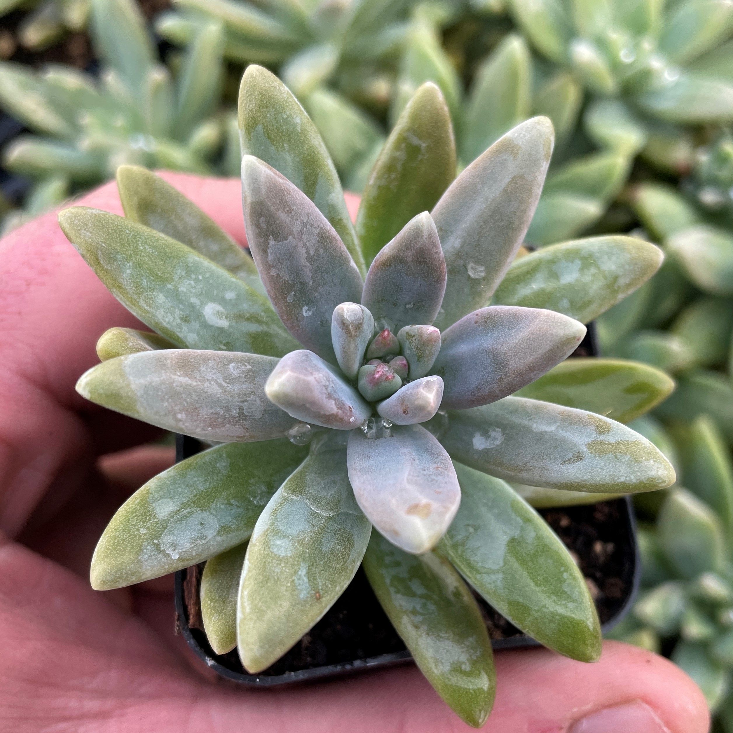 Sedum carnicolor - Succulents (2" Pot)