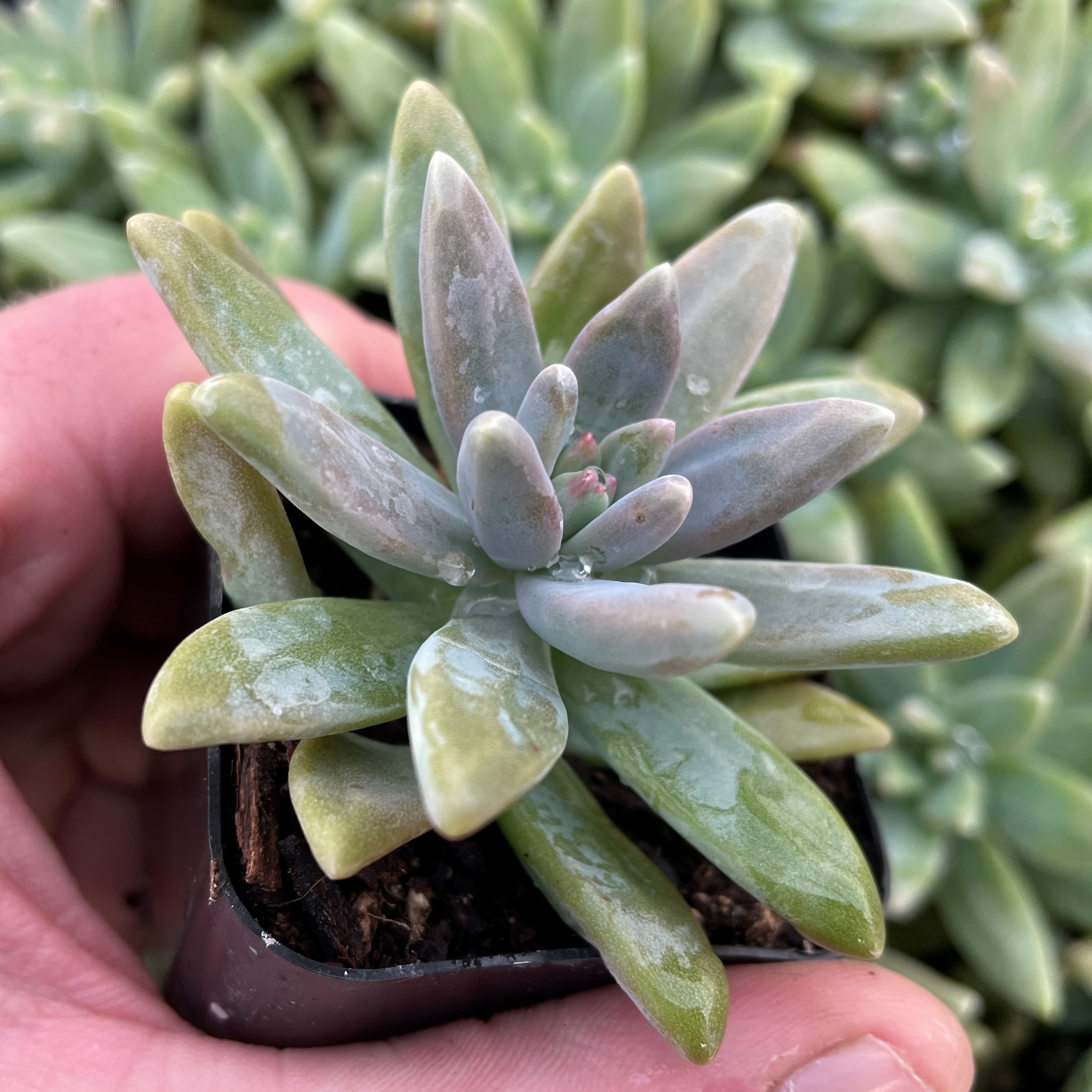 Sedum carnicolor - Succulents (2" Pot) - Image 2